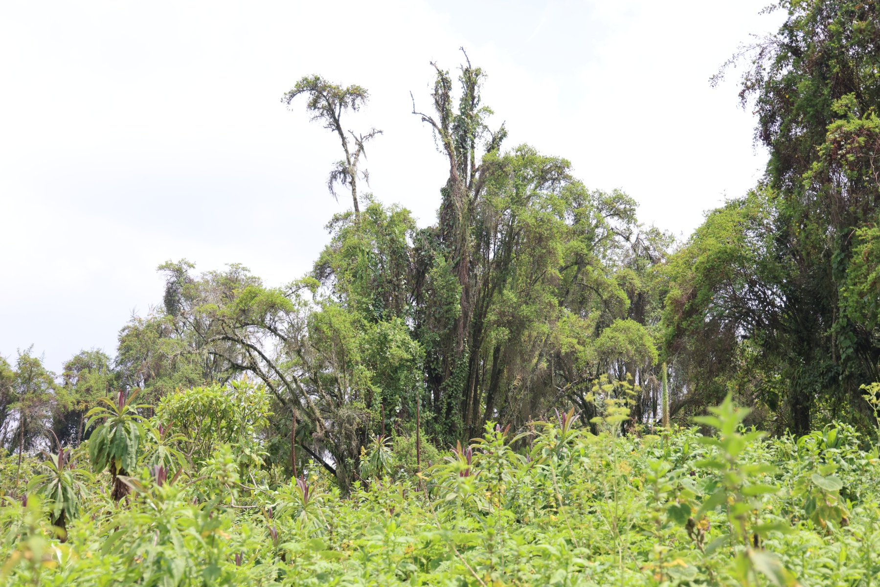 Rwanda - Volcanoes national park
