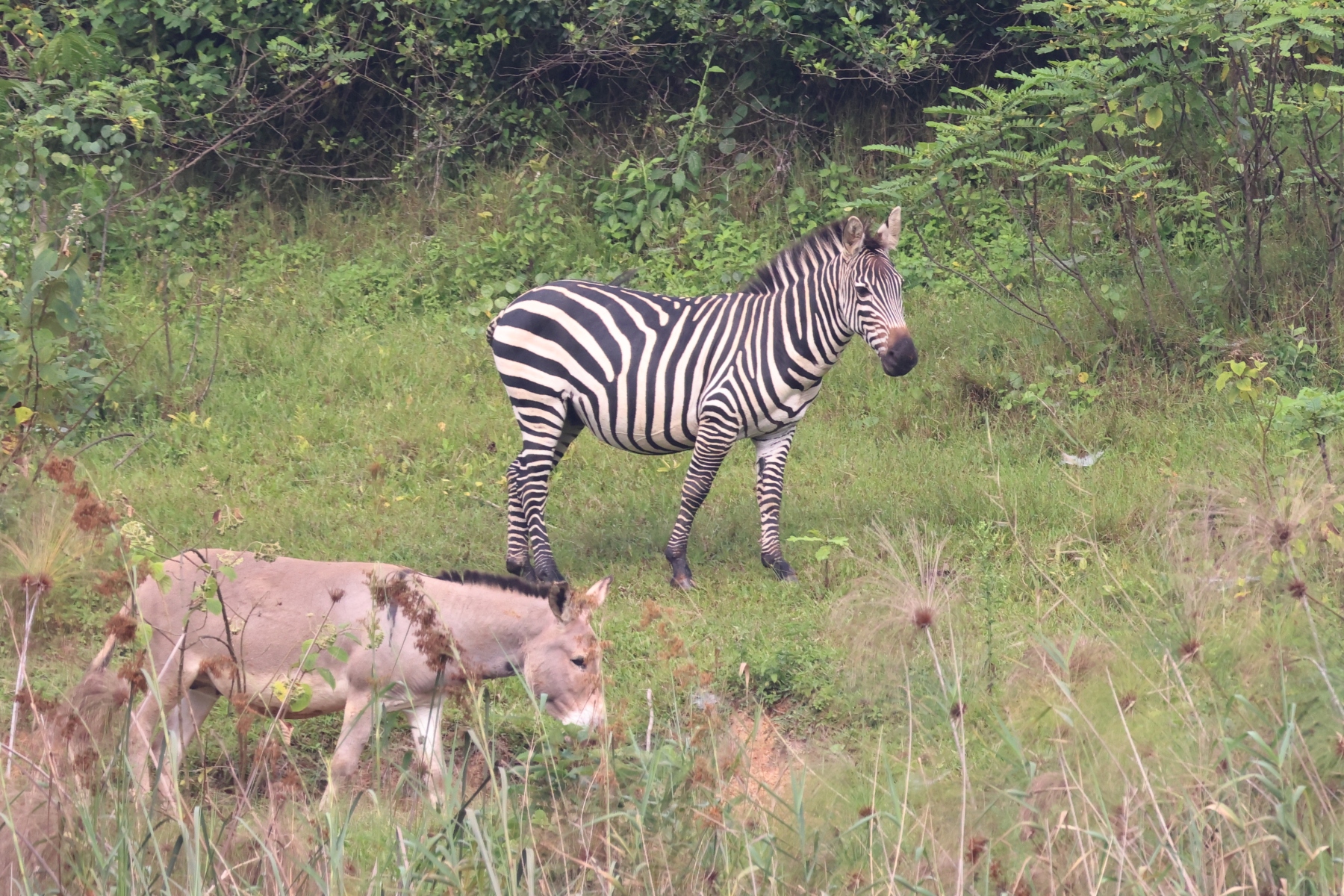 Uganda - Bunyonyi lake - Zebra with donkey