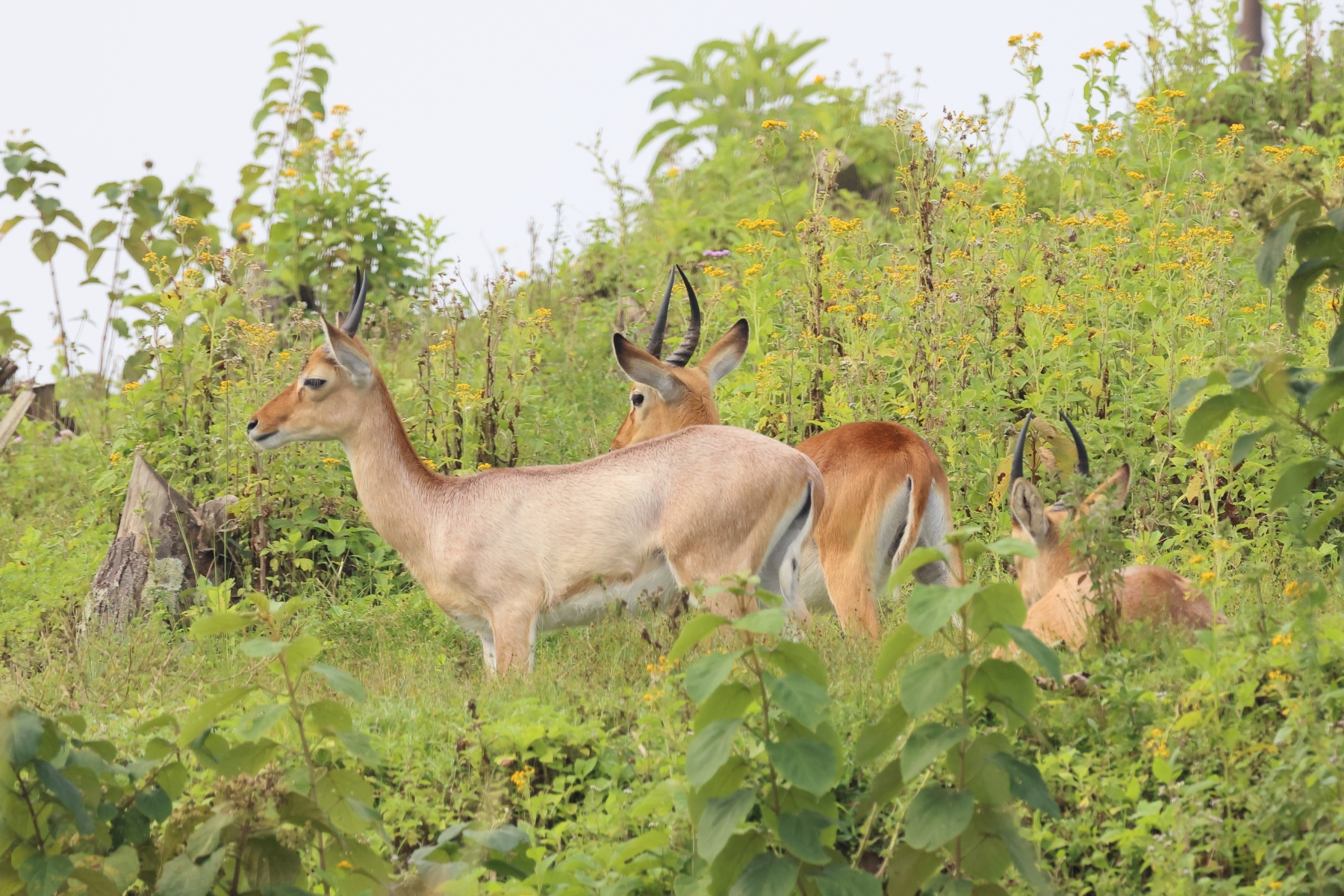 Uganda - Bunyonyi lake - Antelopes
