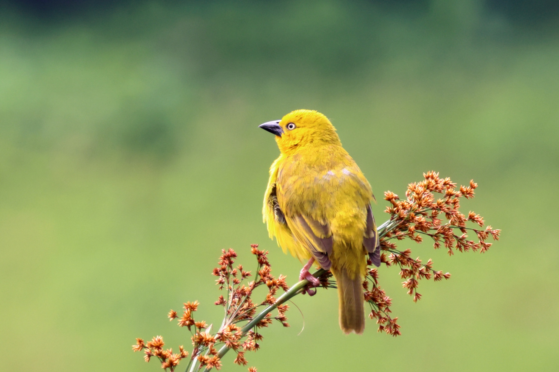 Uganda - Bunyonyi lake - Holub's golden weaver (Ploceus xanthops)