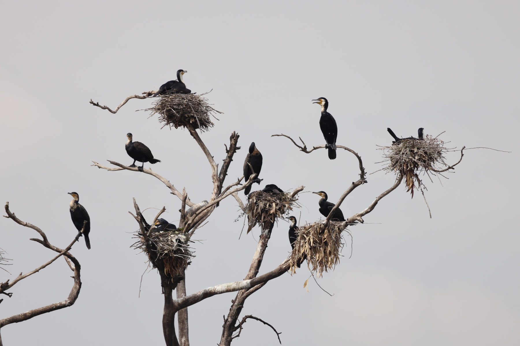 Uganda - Bunyonyi lake - Punishment Island - Cormorans