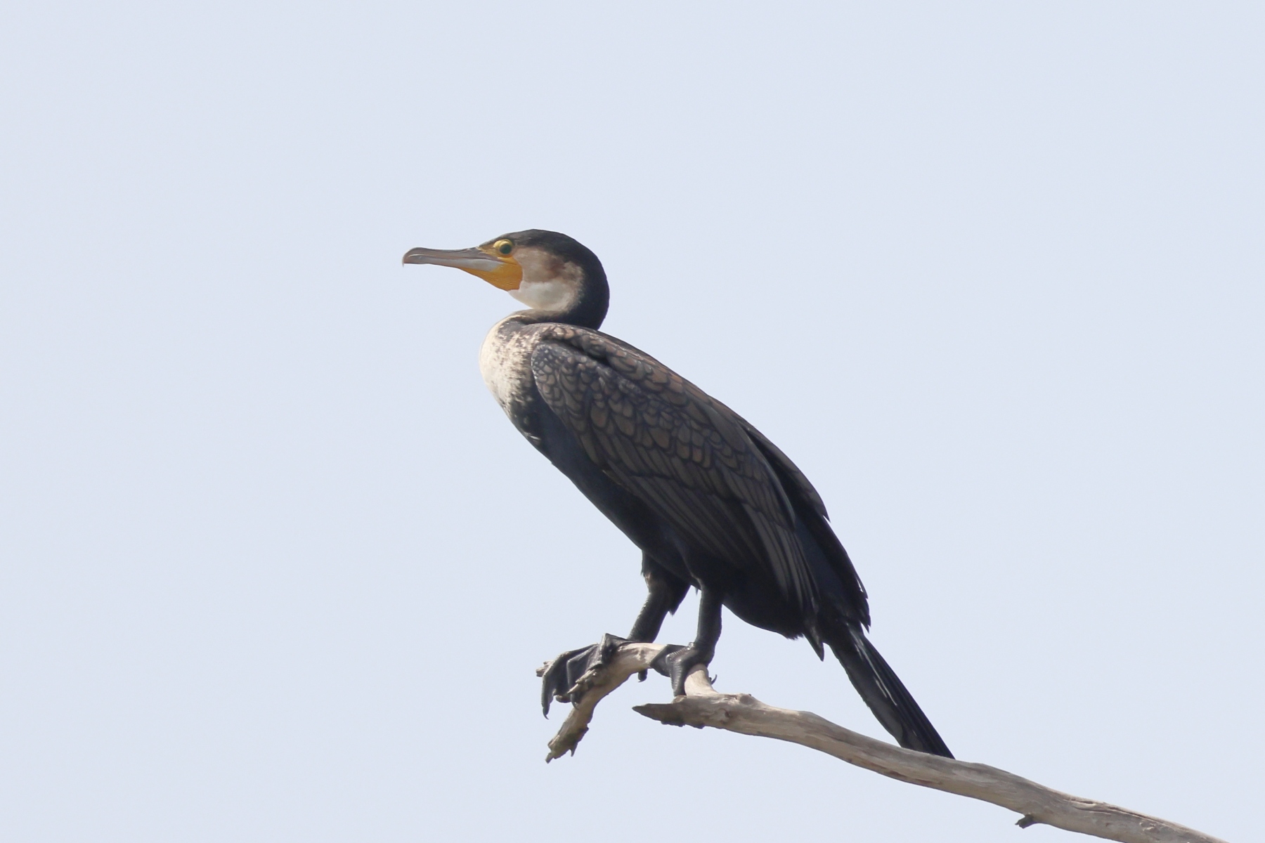 Uganda - Bunyonyi lake - Punishment Island - Great cormorant (Phalacrocorax carbo)