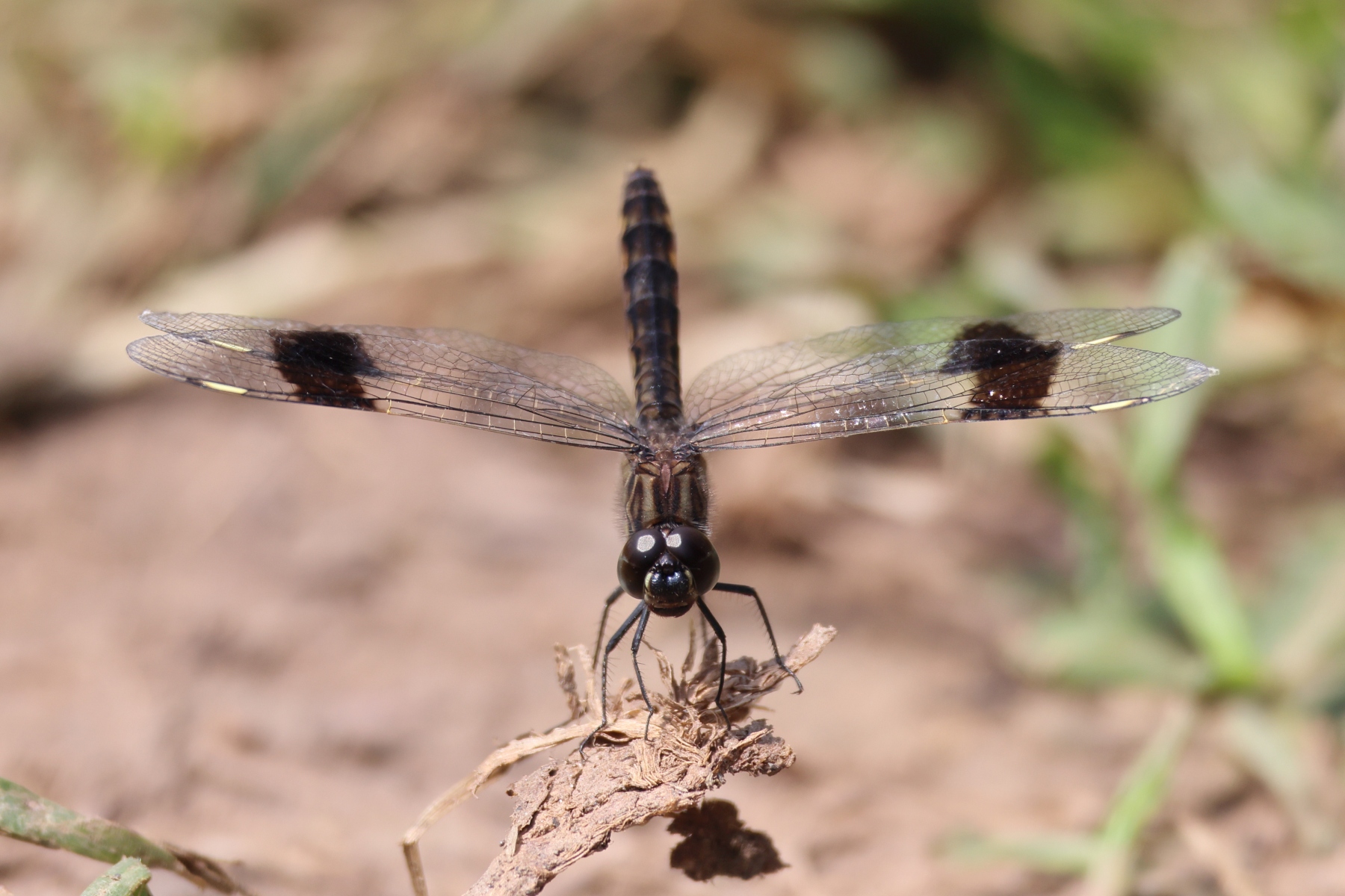 Uganda - Bunyonyi lake - Southern banded groundling (Brachythemis leucosticta)
