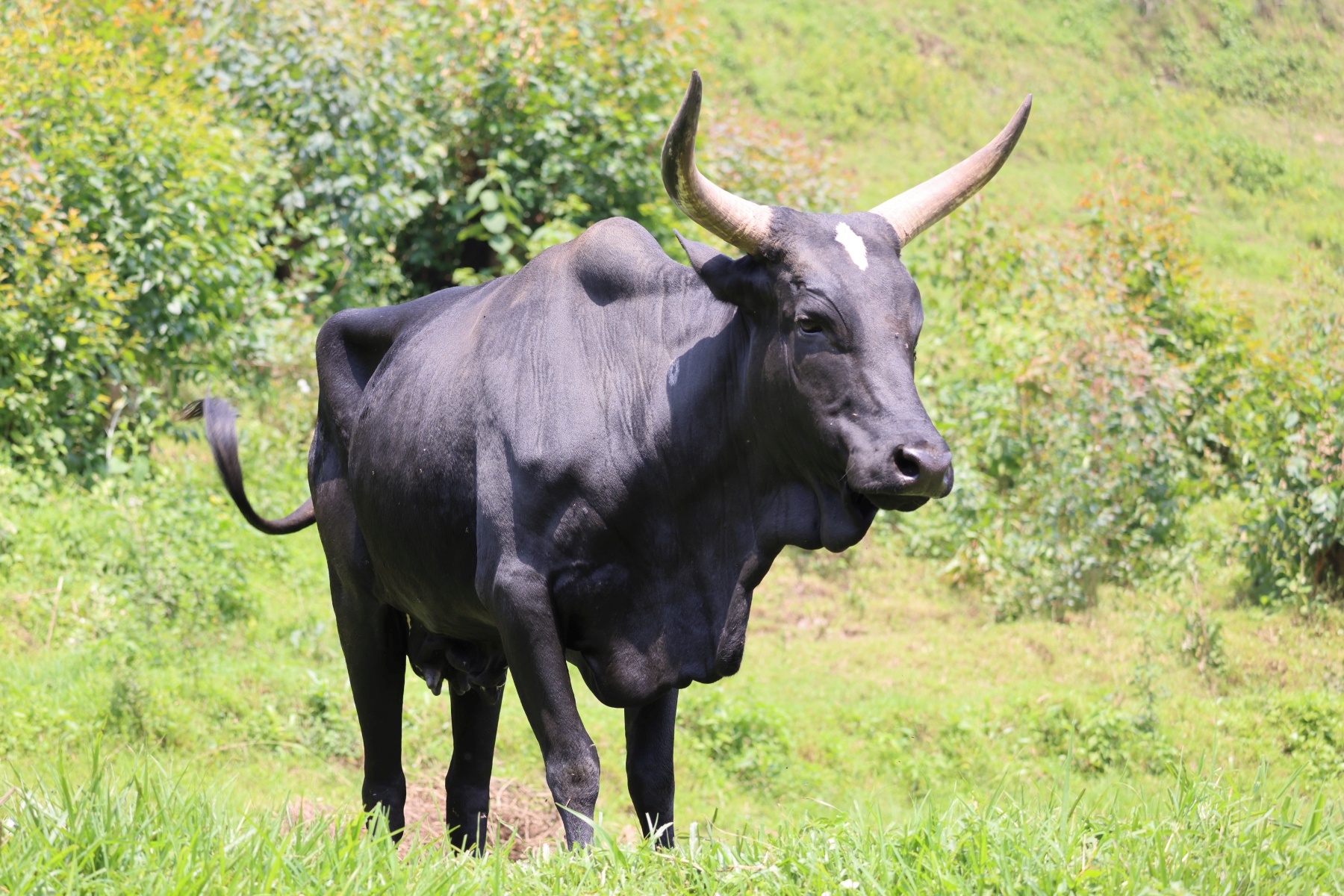 Uganda - Bunyonyi lake - Cow