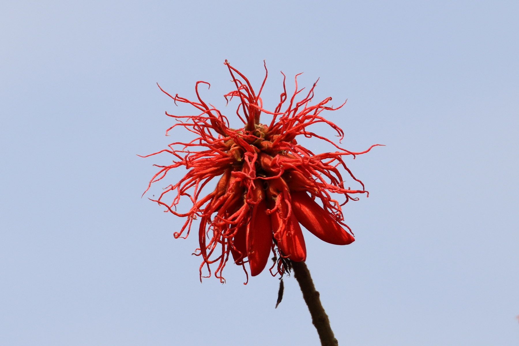 Uganda - Bunyonyi lake - Flame tree (Erythrina abyssinica) - Flower