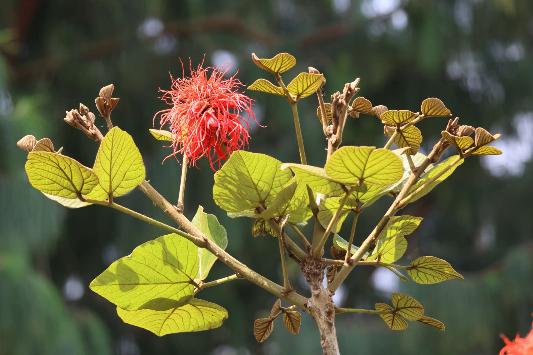 Uganda - Bunyonyi lake - Flame tree (Erythrina abyssinica)