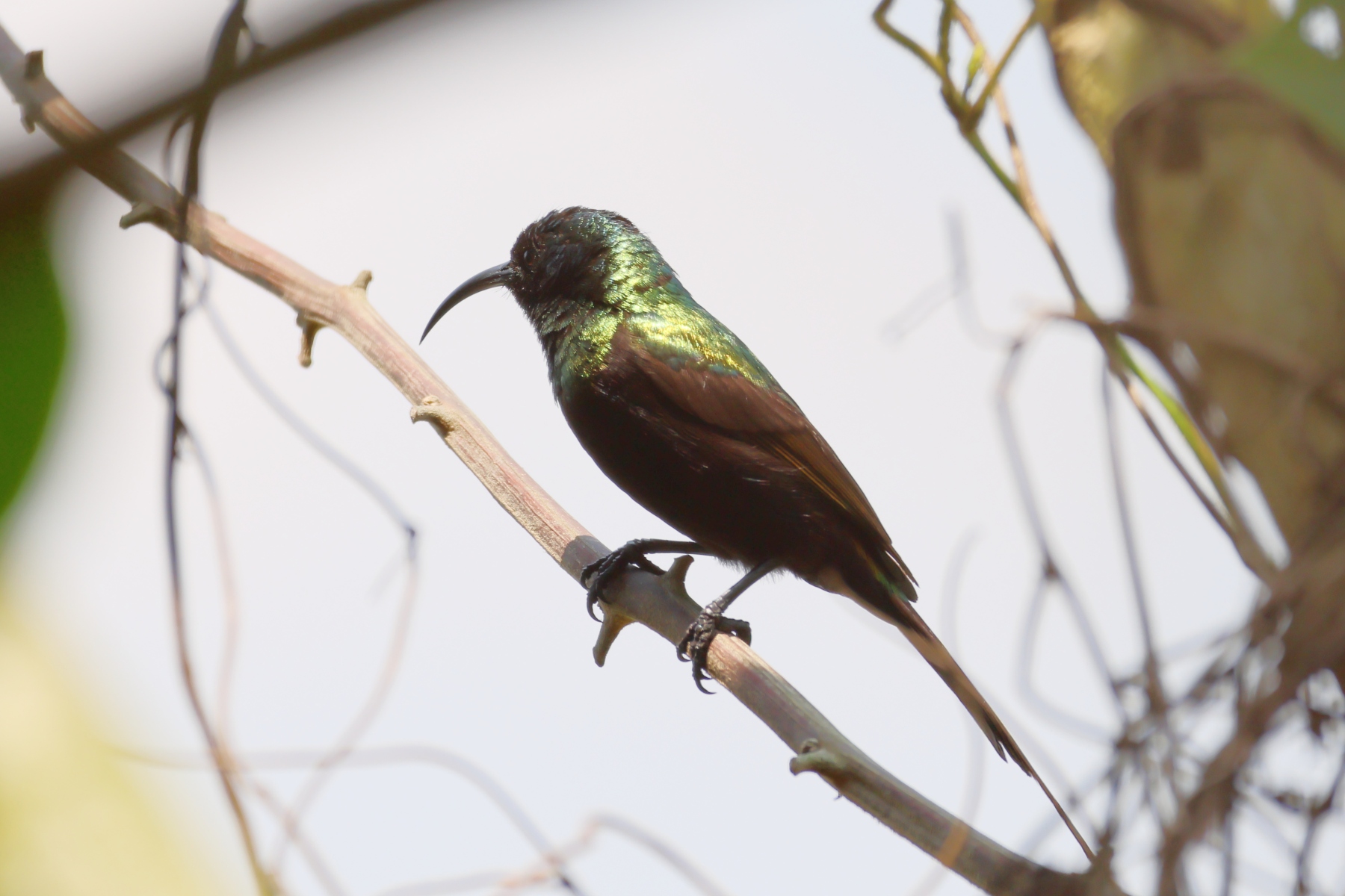 Uganda - Bunyonyi lake - Bronzy sunbird (Nectarinia kilimensis)