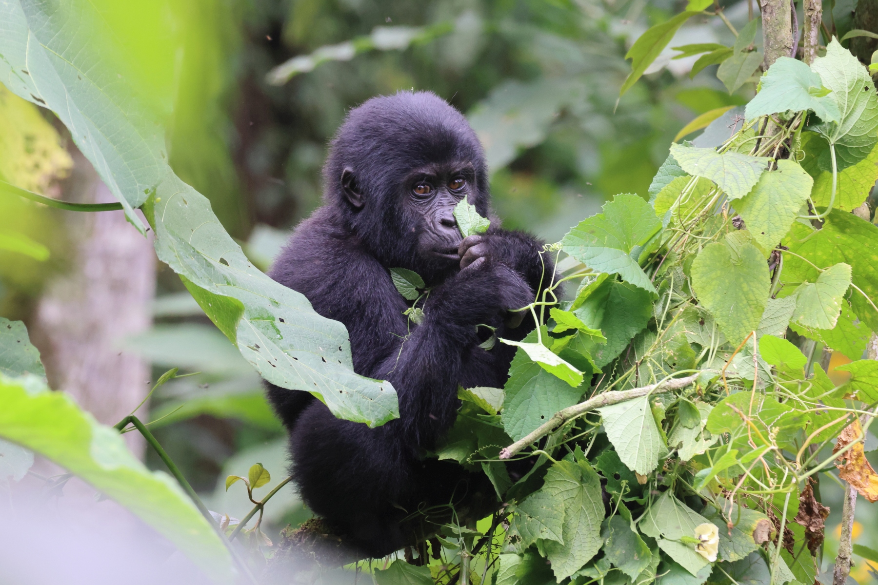 Uganda - Bwindi Impenetrable Forest - Mountain gorilla (Gorilla beringei beringei) - Juvenile
