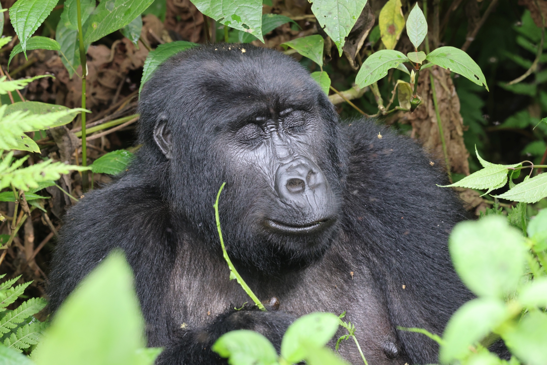 Uganda - Bwindi Impenetrable Forest - Mountain gorilla (Gorilla beringei beringei) - Female