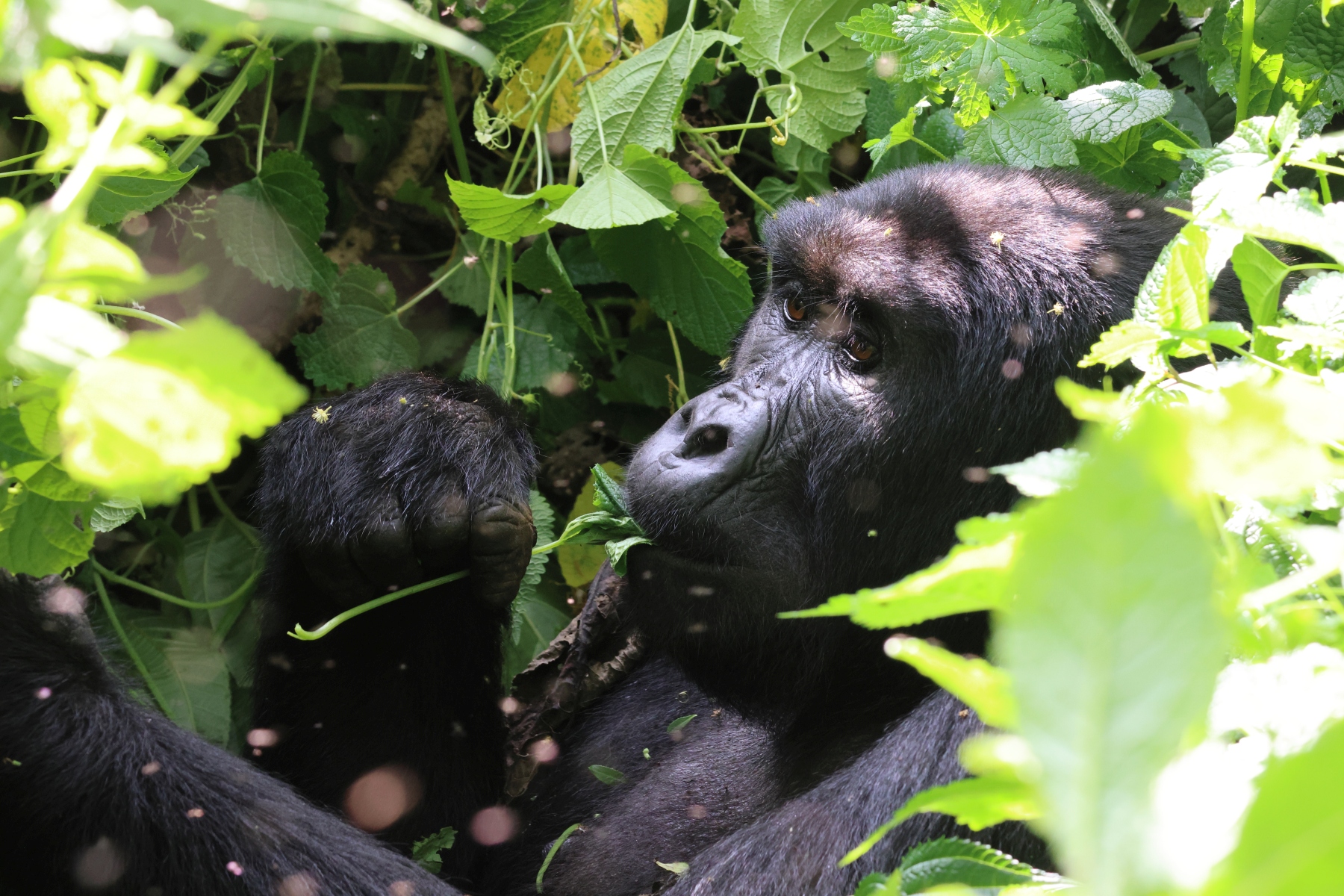 Uganda - Bwindi Impenetrable Forest - Mountain gorilla (Gorilla beringei beringei) - Female