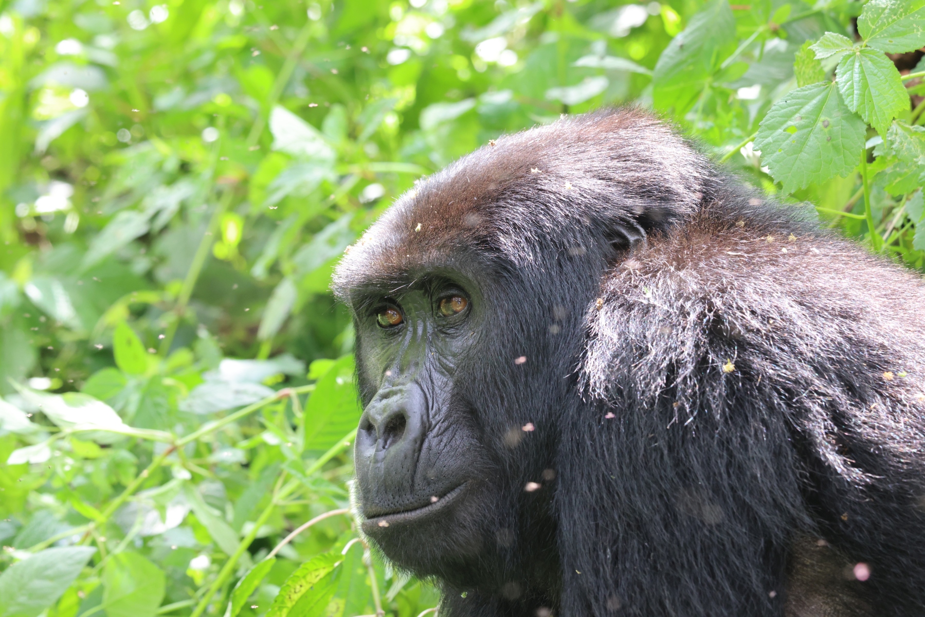 Uganda - Bwindi Impenetrable Forest - Mountain gorilla (Gorilla beringei beringei) - Female