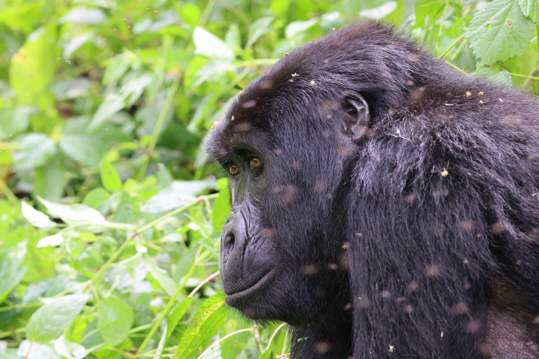 Uganda - Bwindi Impenetrable Forest - Mountain gorilla (Gorilla beringei beringei) - Female