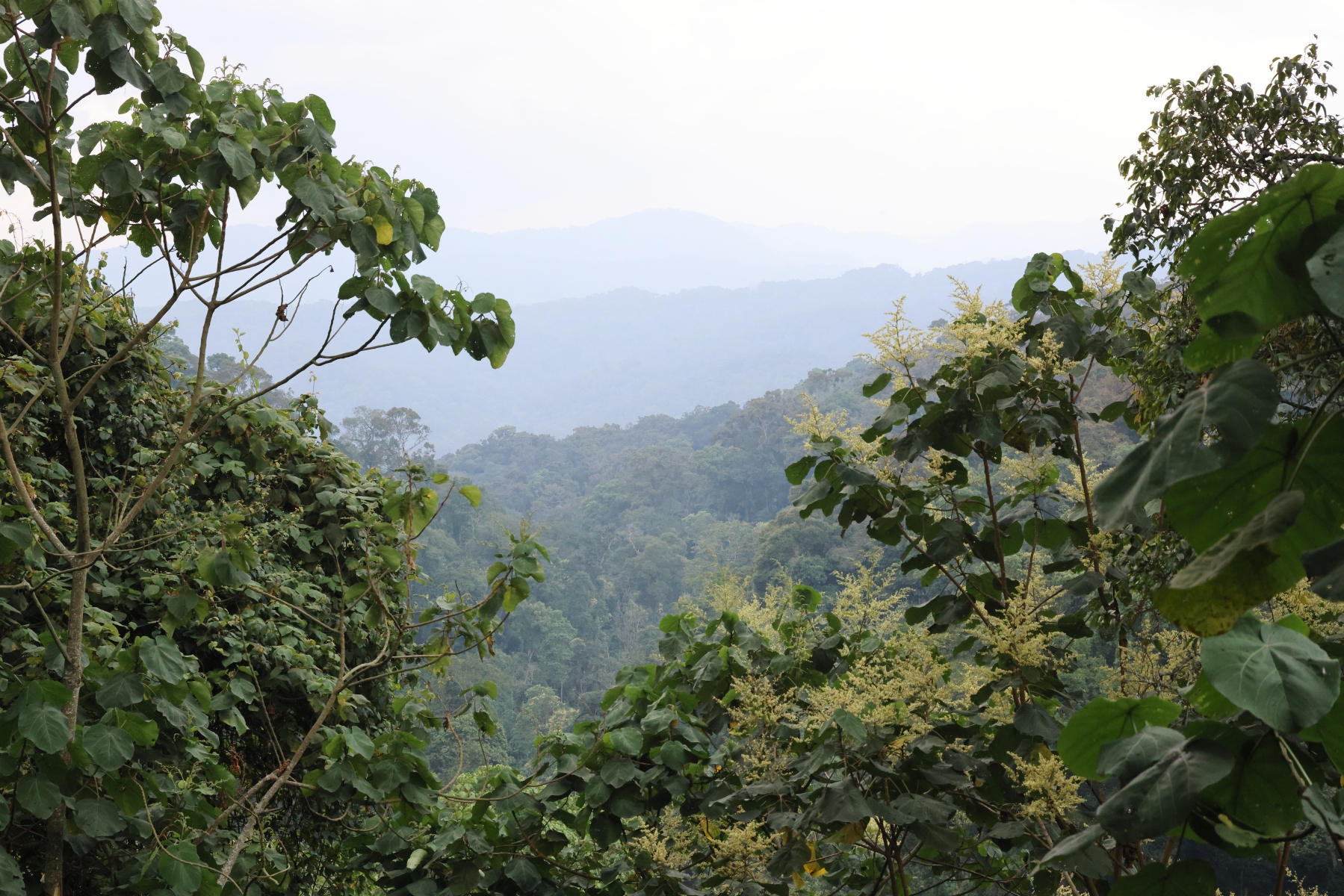 Uganda - Bwindi Impenetrable Forest