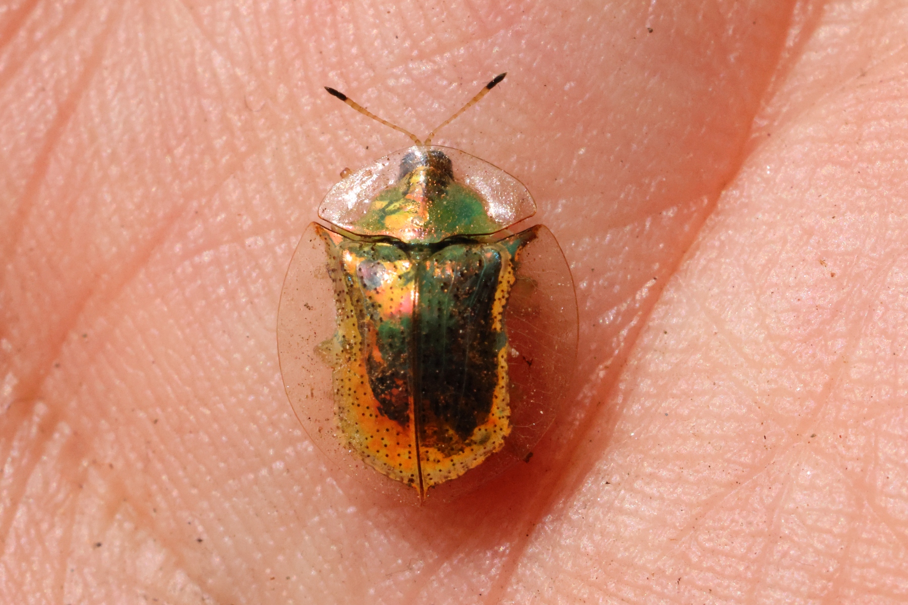 Uganda - Bwindi Impenetrable Forest - Tortoise beetle