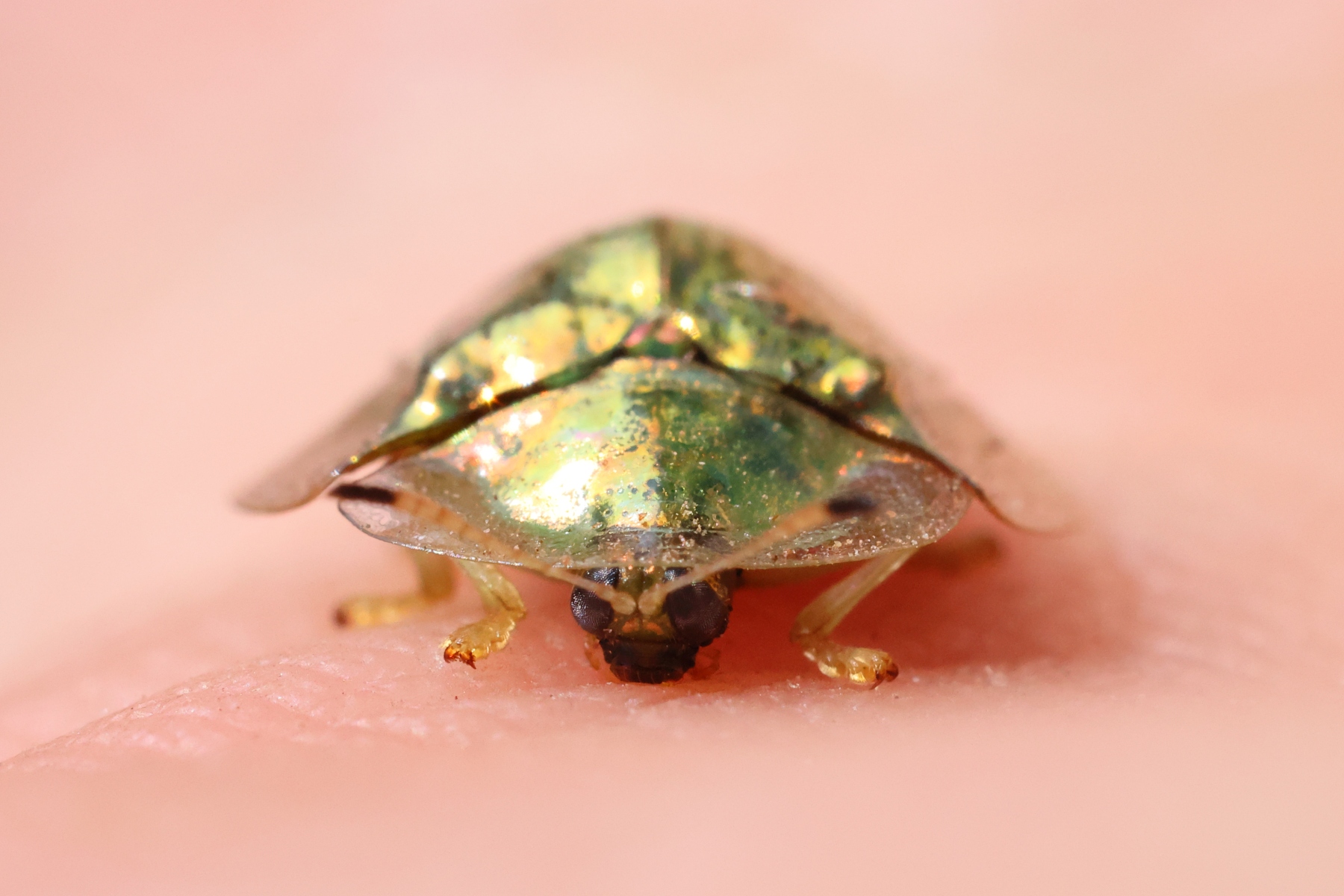 Uganda - Bwindi Impenetrable Forest - Tortoise beetle