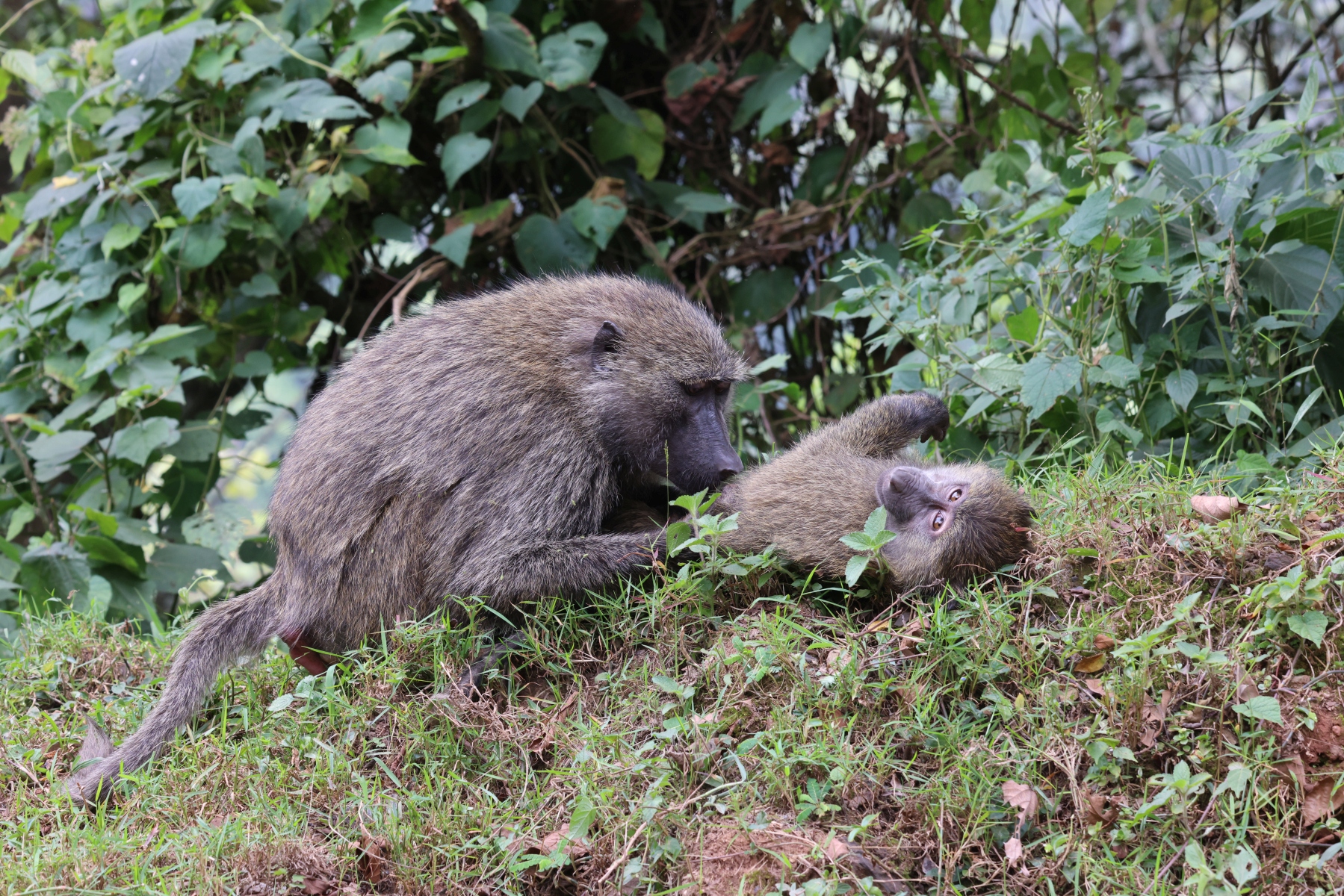Uganda - Bwindi Impenetrable Forest - Olive baboon (Papio anubis)