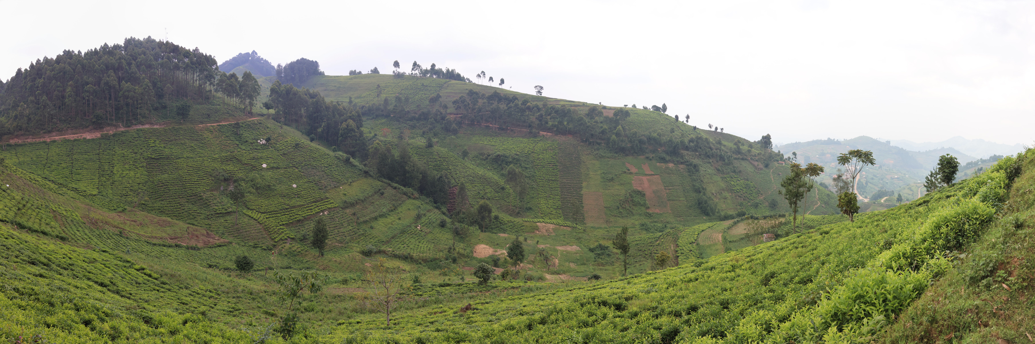 Uganda - Near Bwindi Impenetrable Forest - Tea plantations