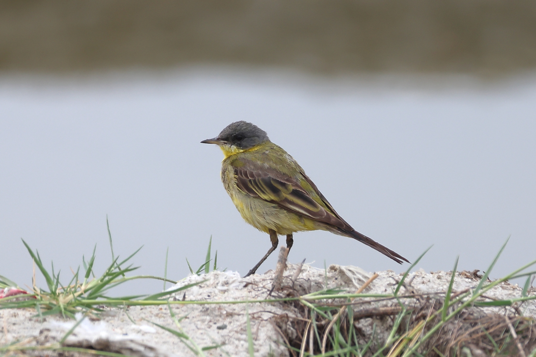 Uganda - Queen Elizabeth National Park - Salt lake Bunyampaka - Western yellow wagtail (Motacilla flava)