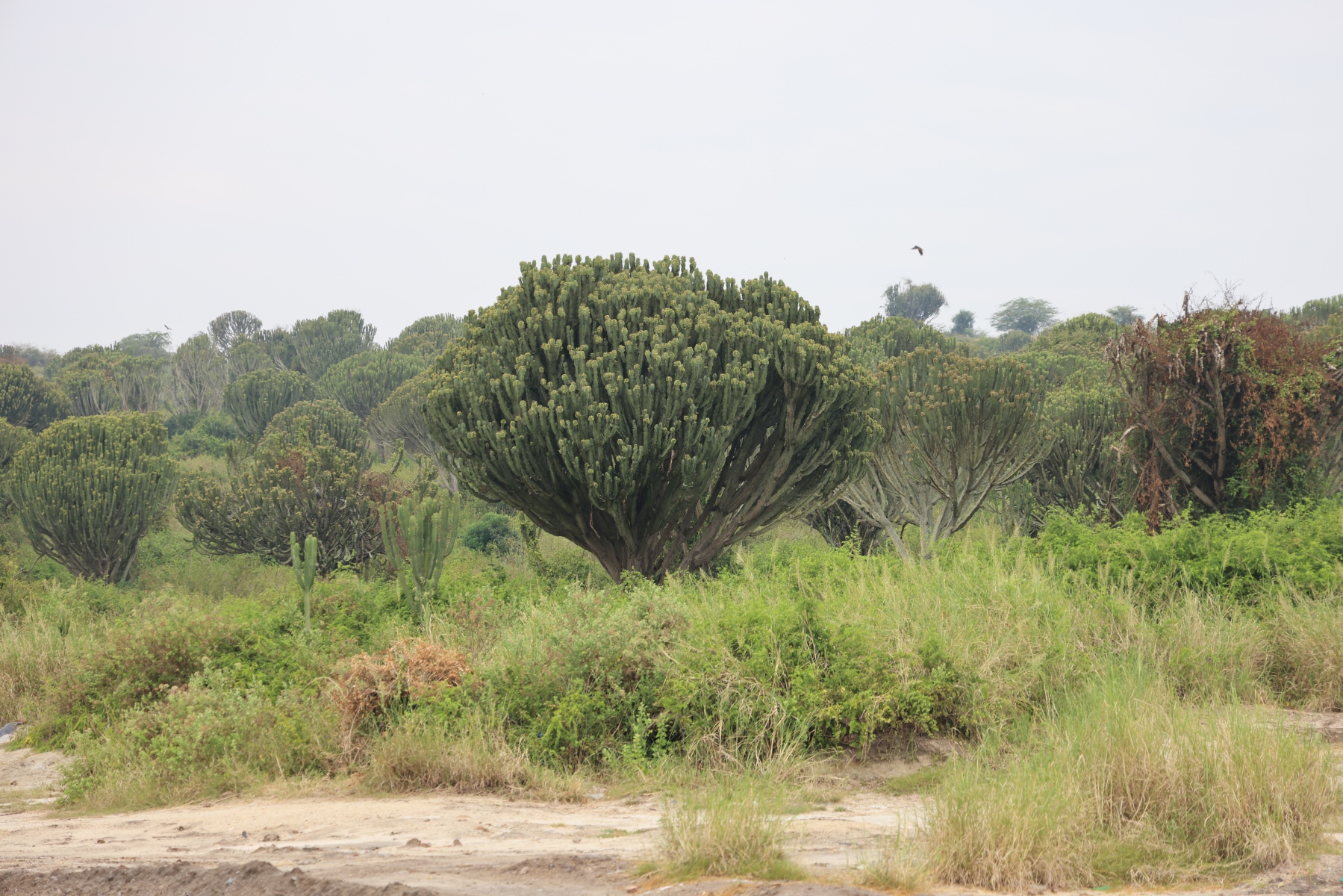 Uganda - Queen Elizabeth National Park - African milk tree (Euphorbia ingens)
