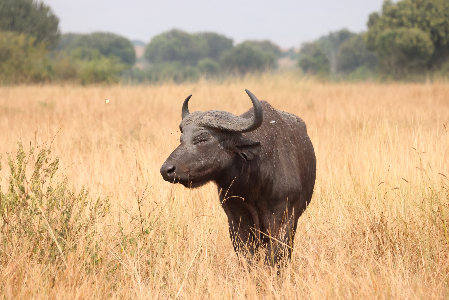 Uganda - Queen Elizabeth National Park - African buffalo (Syncerus caffer)