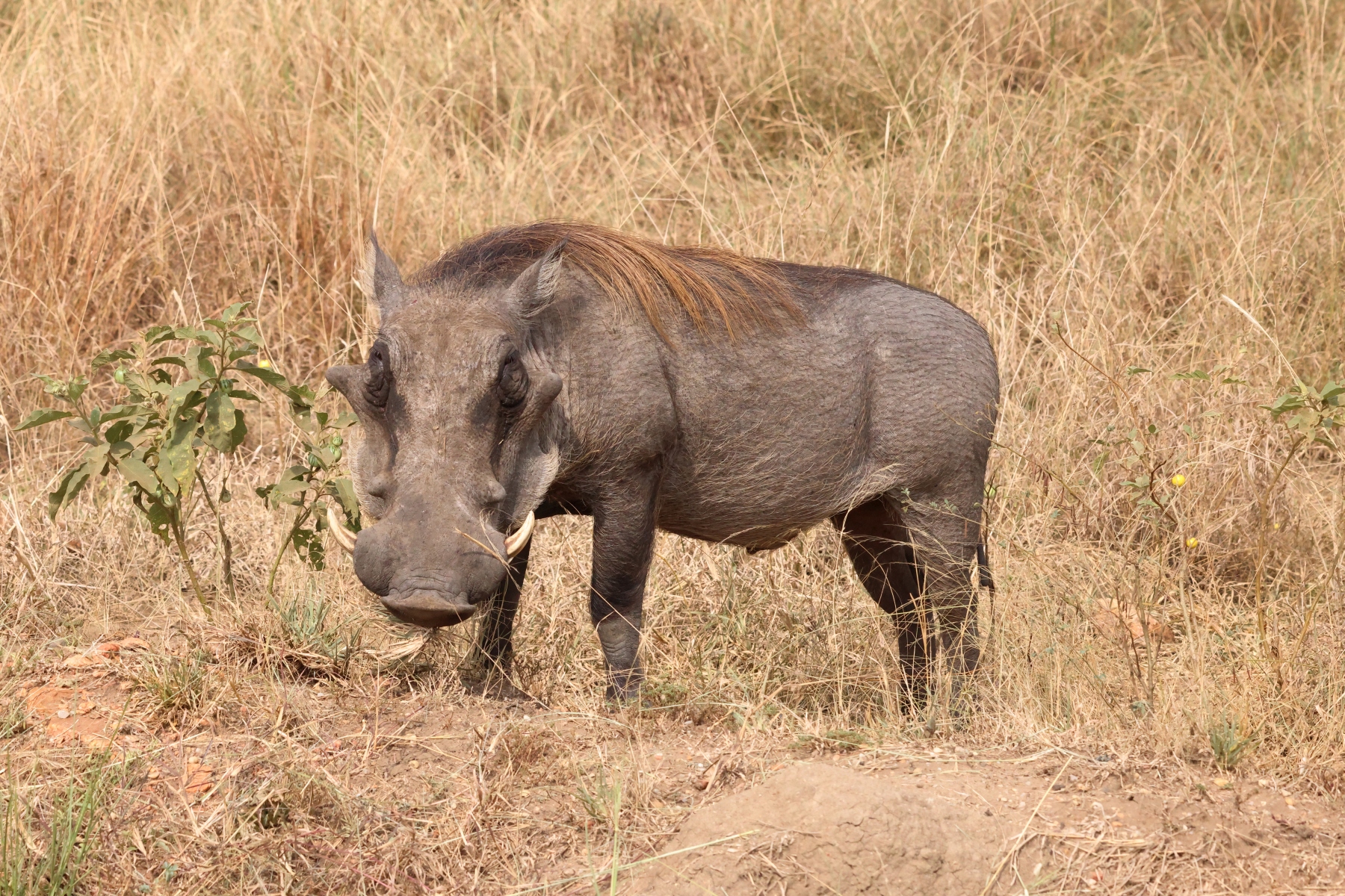 Uganda - Queen Elizabeth National Park - Warthog (Phacochoerus africanus)