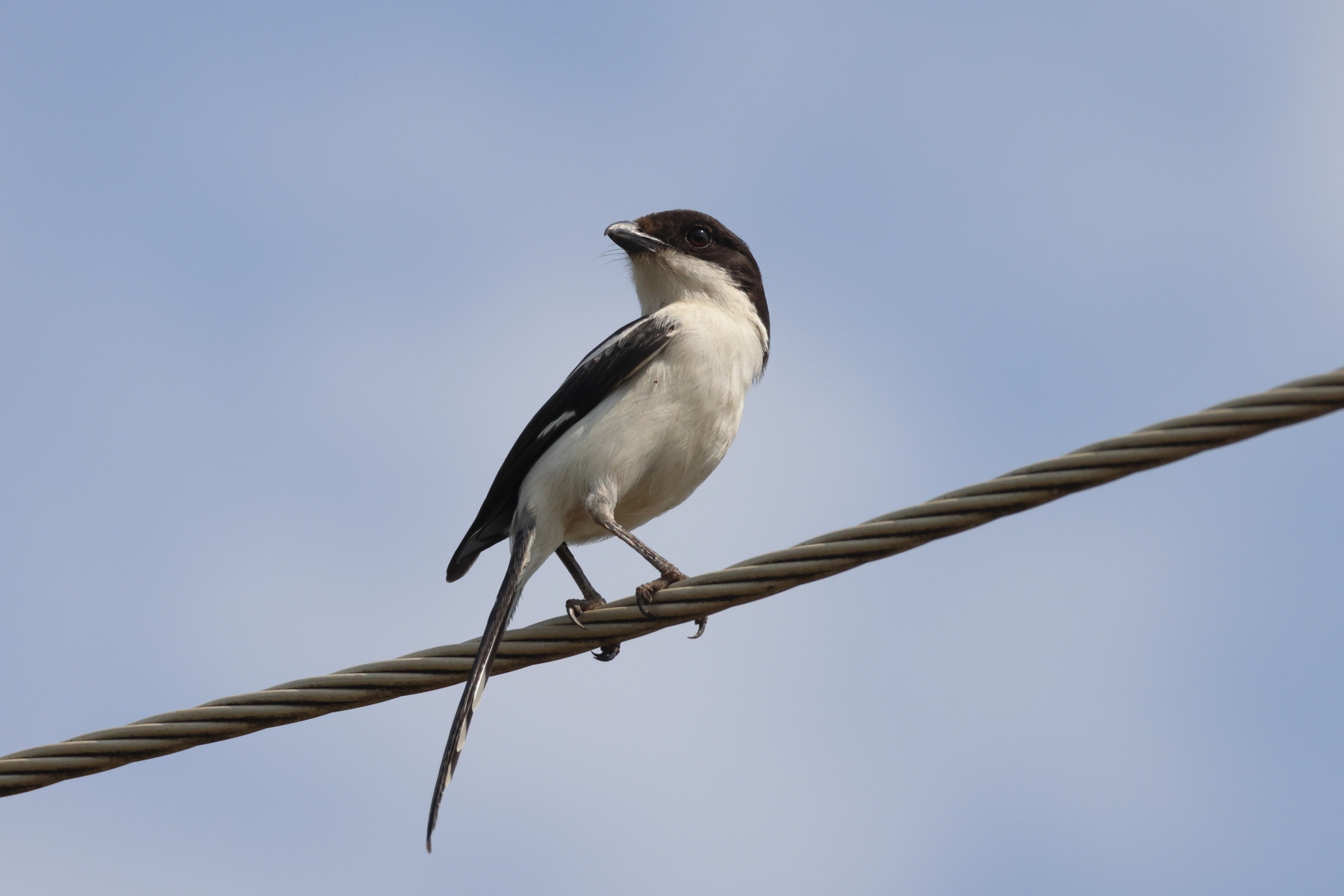 Uganda - Queen Elizabeth National Park - Northern fiscal (Lanius humeralis)
