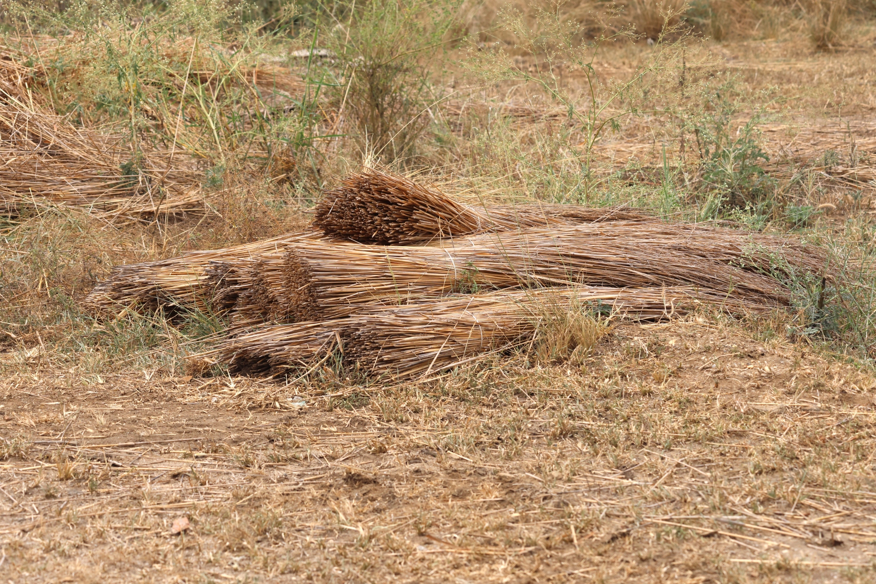 Uganda - Queen Elizabeth National Park - Hay