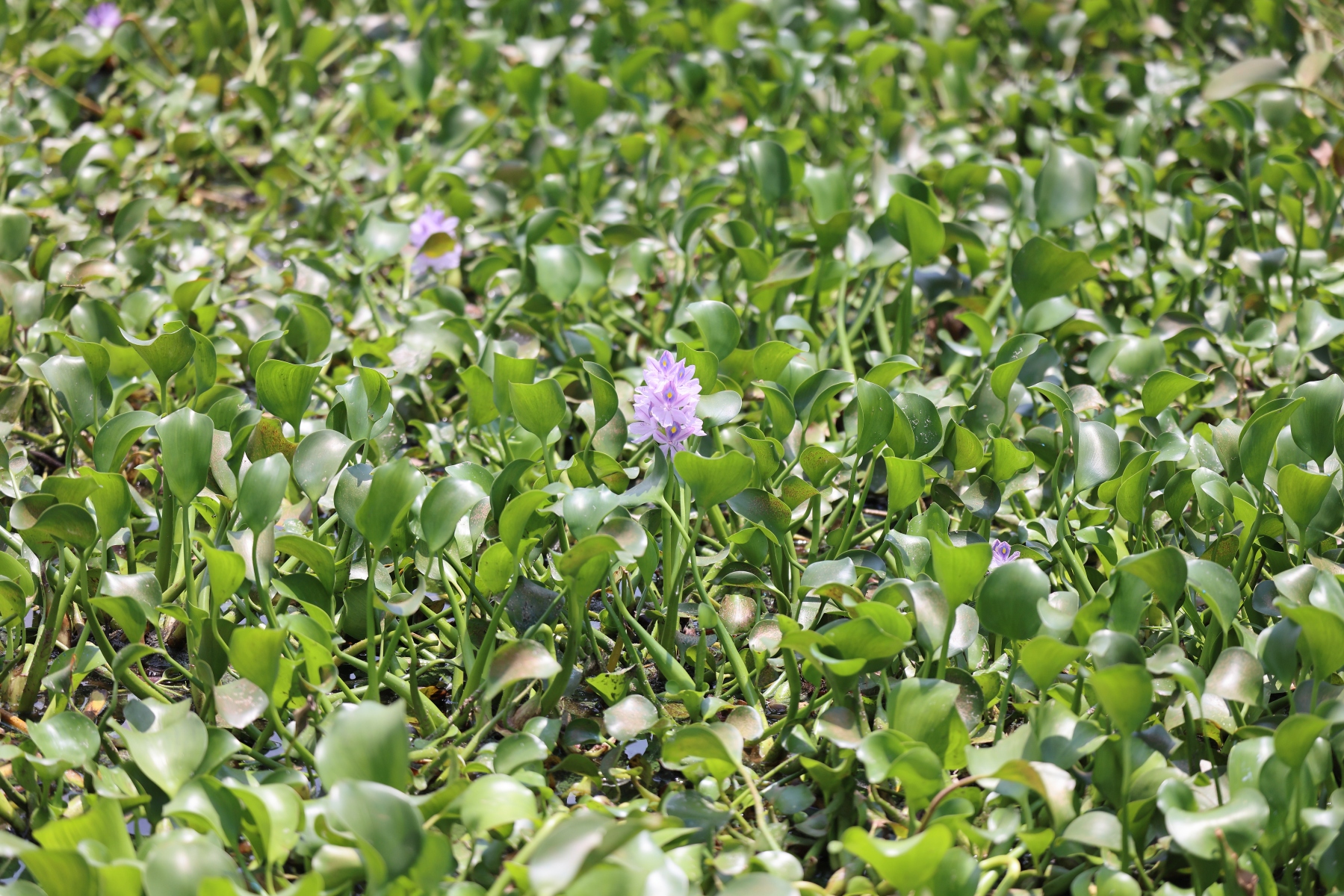 Uganda - Queen Elizabeth National Park - Water hyacinth