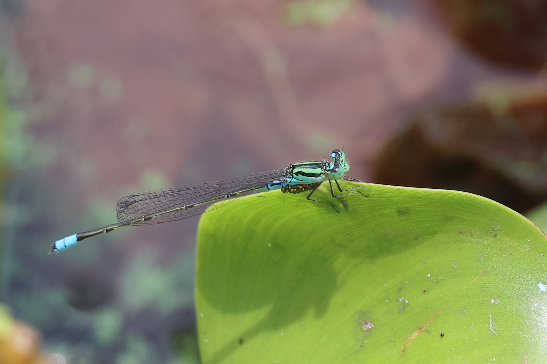 Uganda - Queen Elizabeth National Park - Damselfy with mites