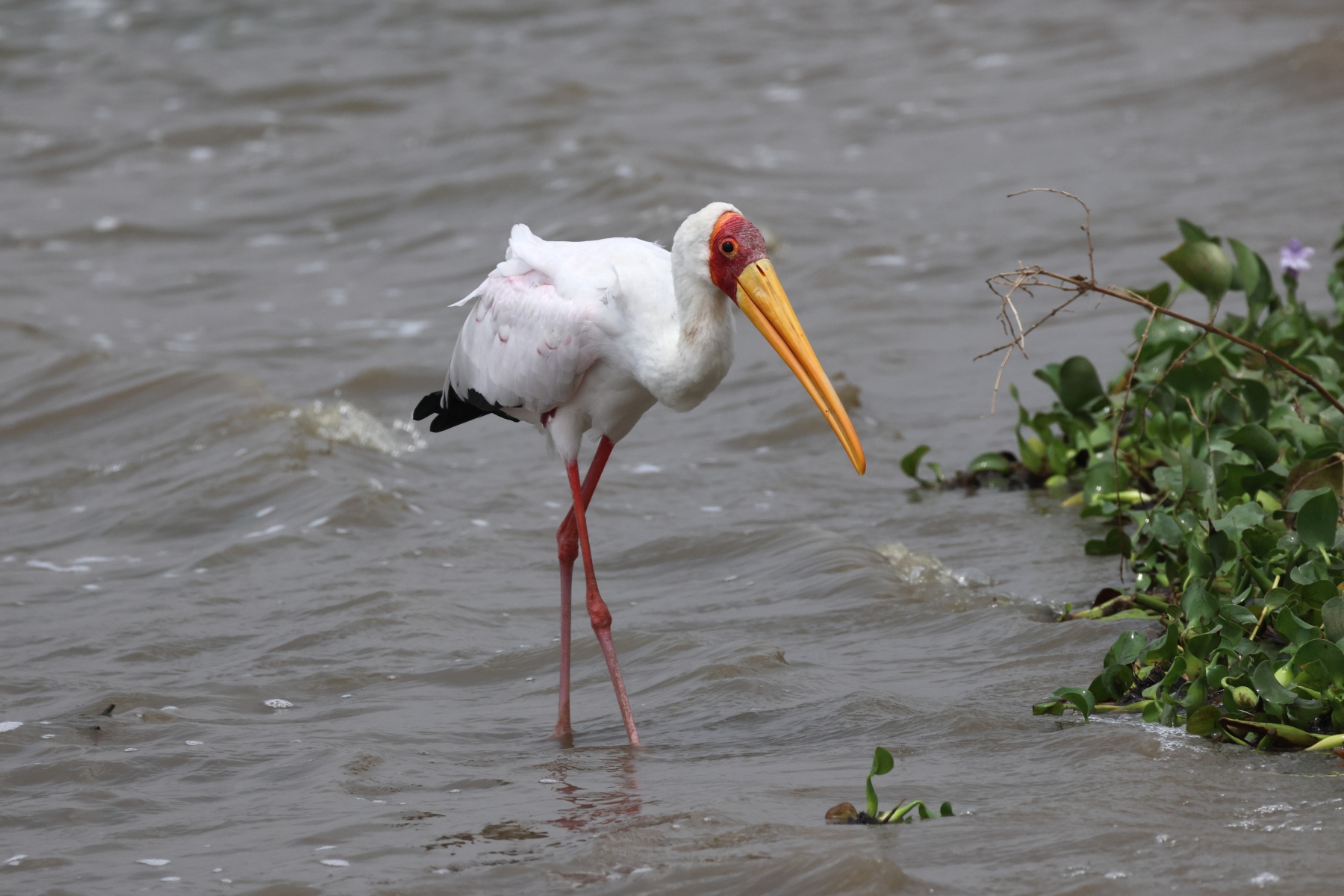 Uganda - Queen Elizabeth National Park - Yellow-billed stork (Mycteria ibis)