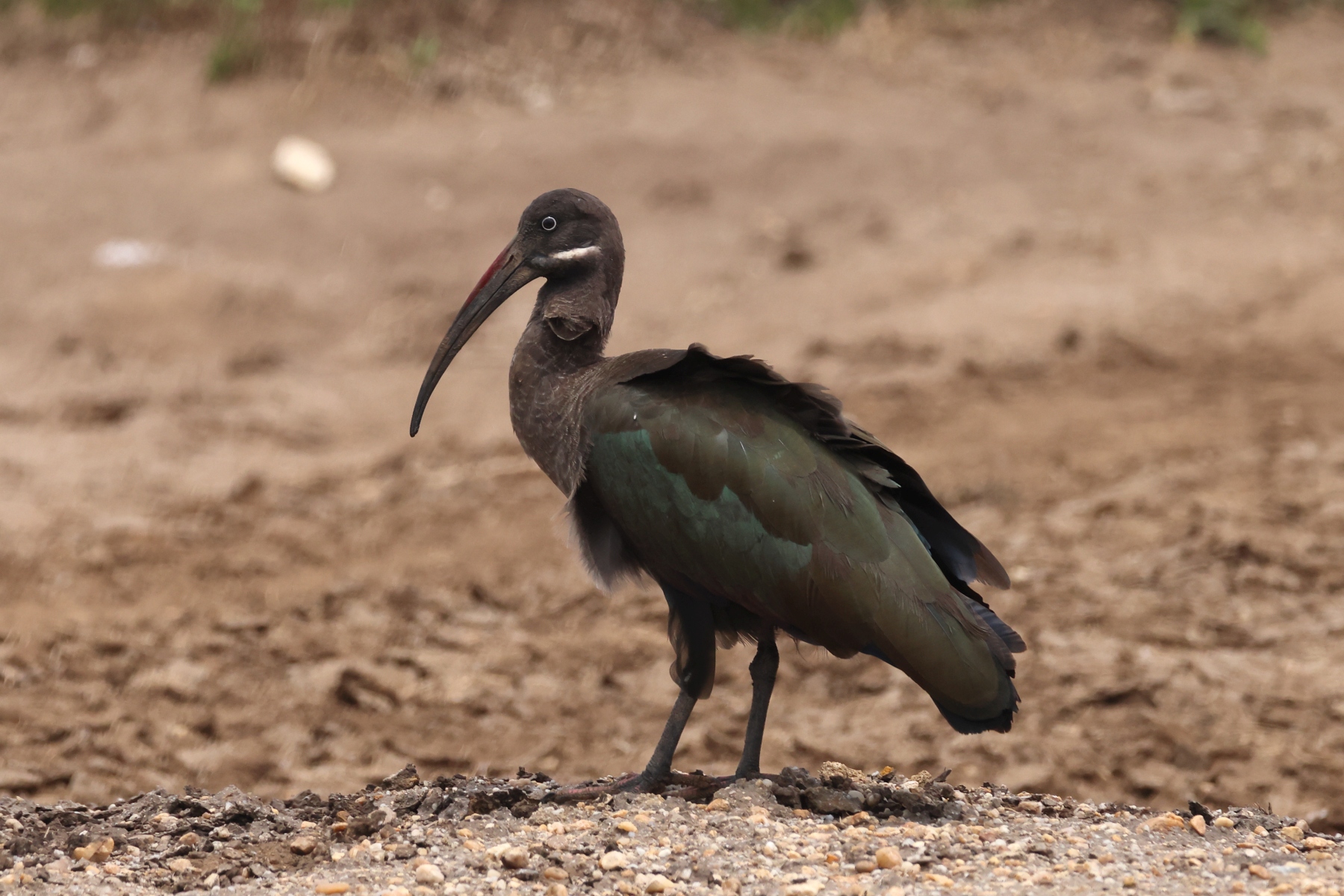 Uganda - Queen Elizabeth National Park - Hadada ibis (Bostrychia hagedash)