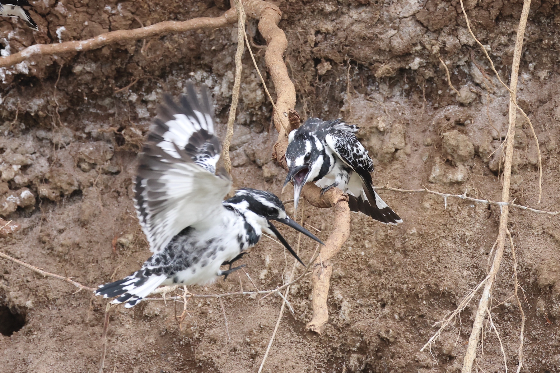 Uganda - Queen Elizabeth National Park - Pied kingfishers (Ceryle rudis)