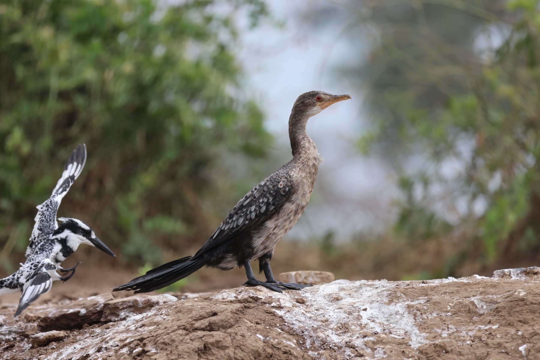Uganda - Queen Elizabeth National Park - Reed cormorant (Microcarbo africanus)