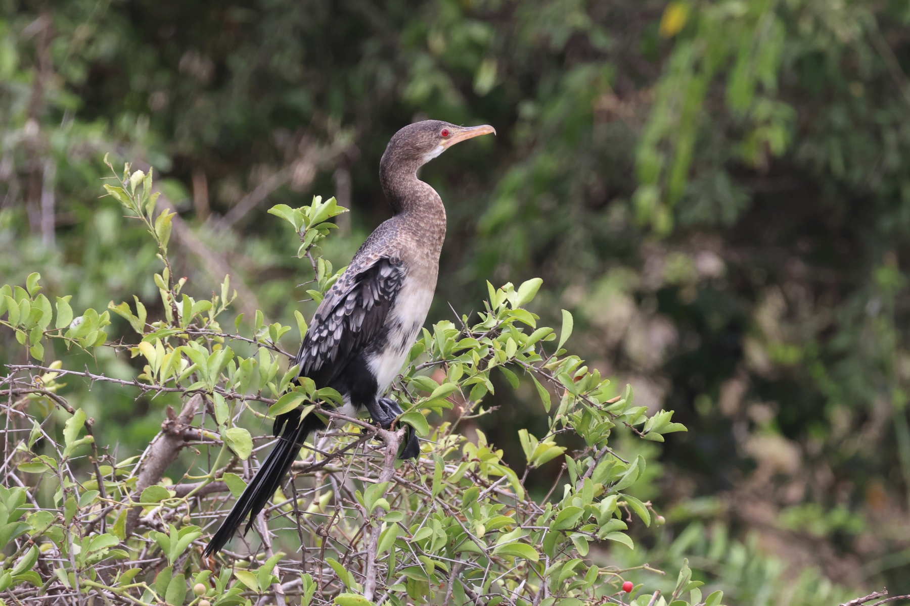 Uganda - Queen Elizabeth National Park - Reed cormorant (Microcarbo africanus)