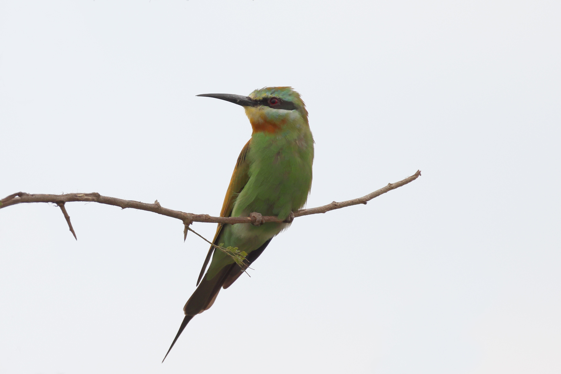 Uganda - Queen Elizabeth National Park - Blue-cheeked bee-eater (Merops persicus)