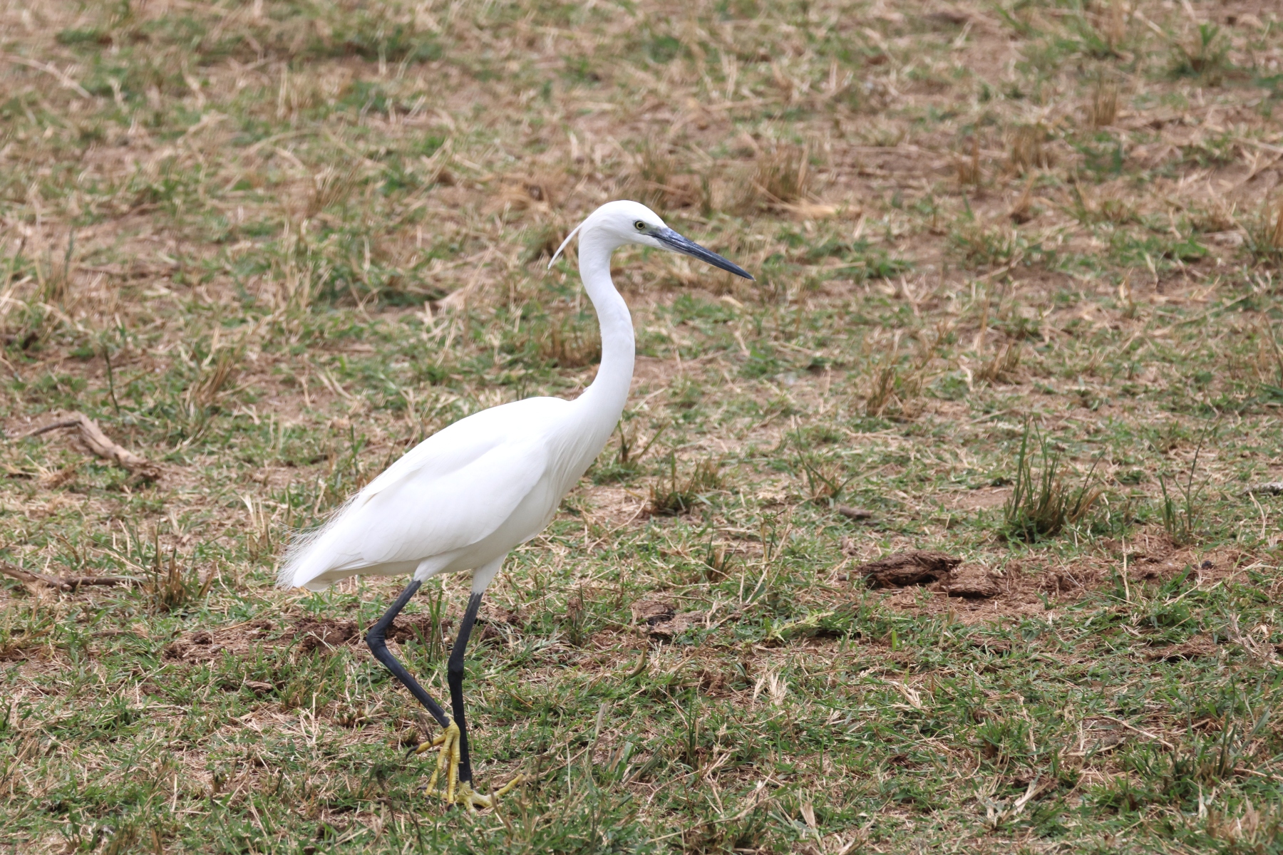 Uganda - Queen Elizabeth National Park - Little egret (Egretta garzetta)