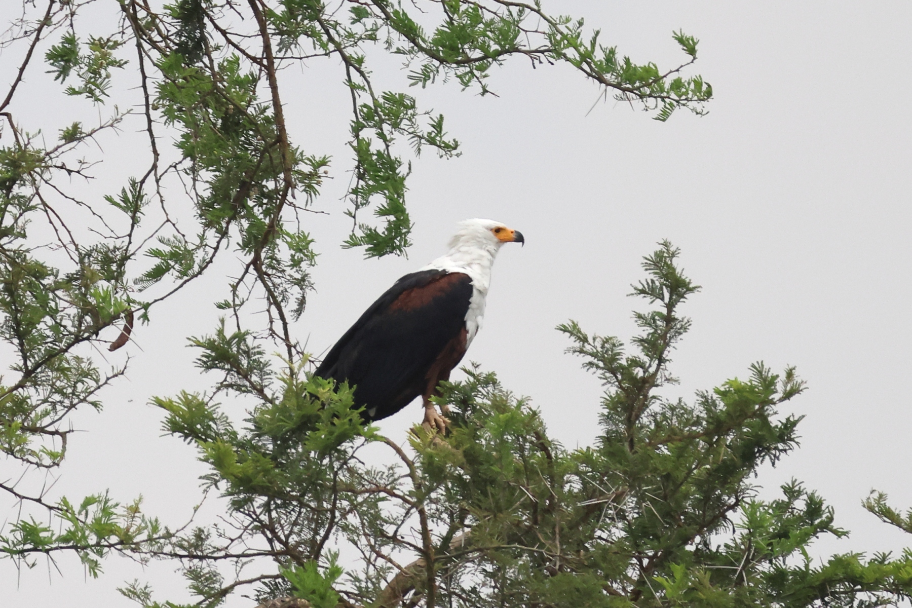 Uganda - Queen Elizabeth National Park - African fish eagle (Icthyophaga vocifer)