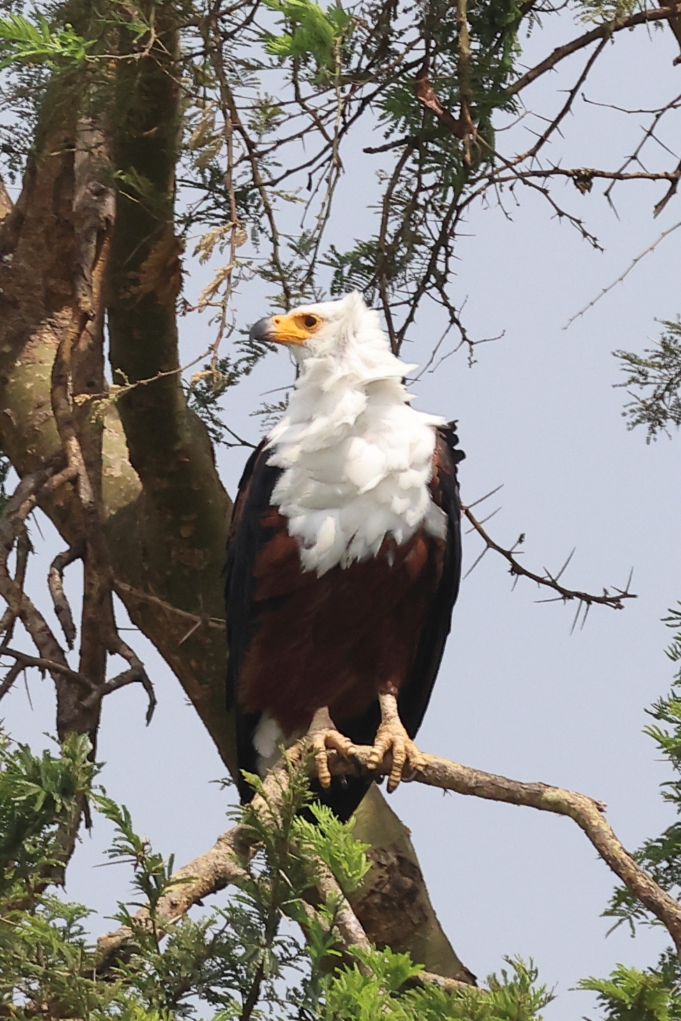Uganda - Queen Elizabeth National Park - African fish eagle (Icthyophaga vocifer)