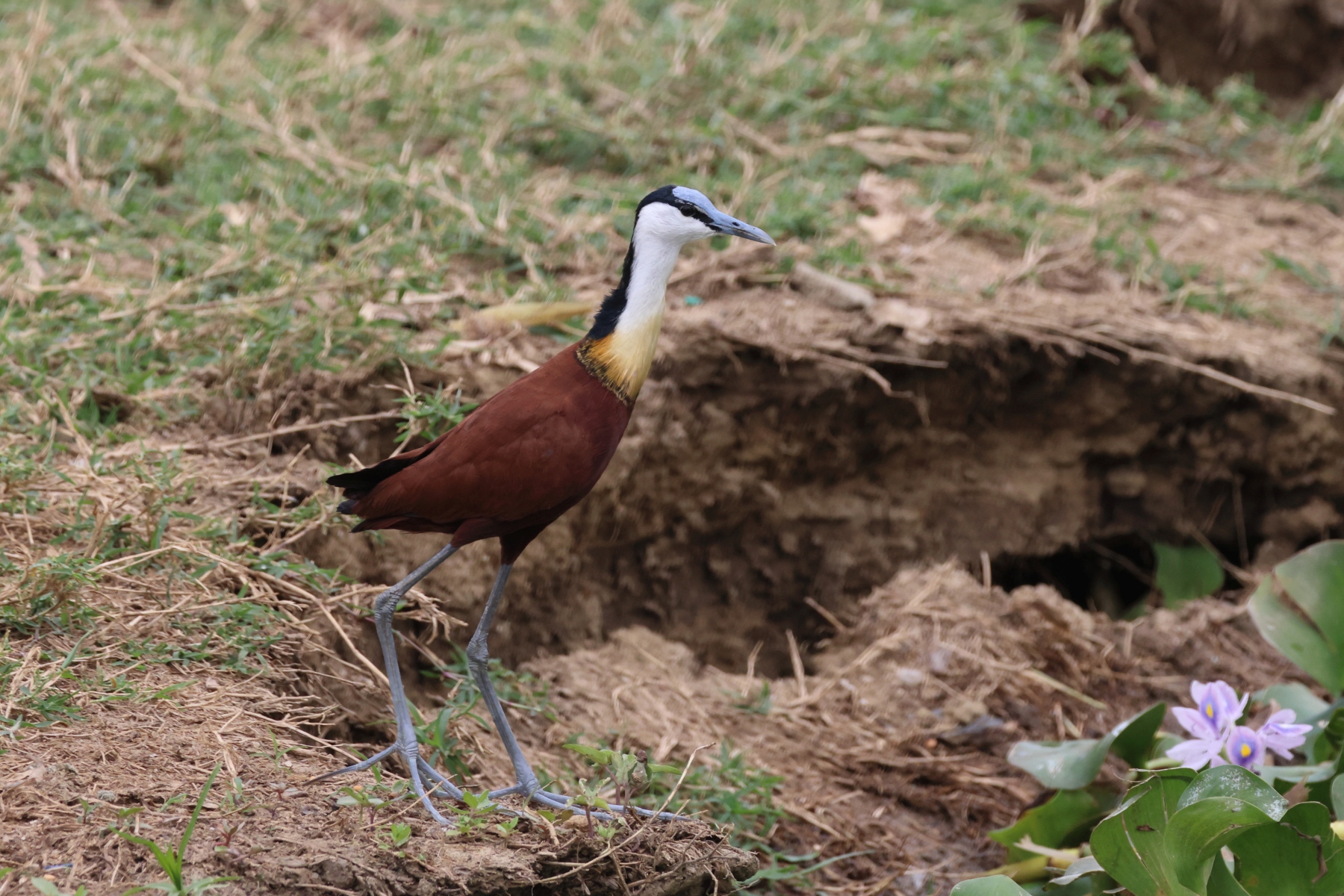 Uganda - Queen Elizabeth National Park - African jacana (Actophilornis africanus)
