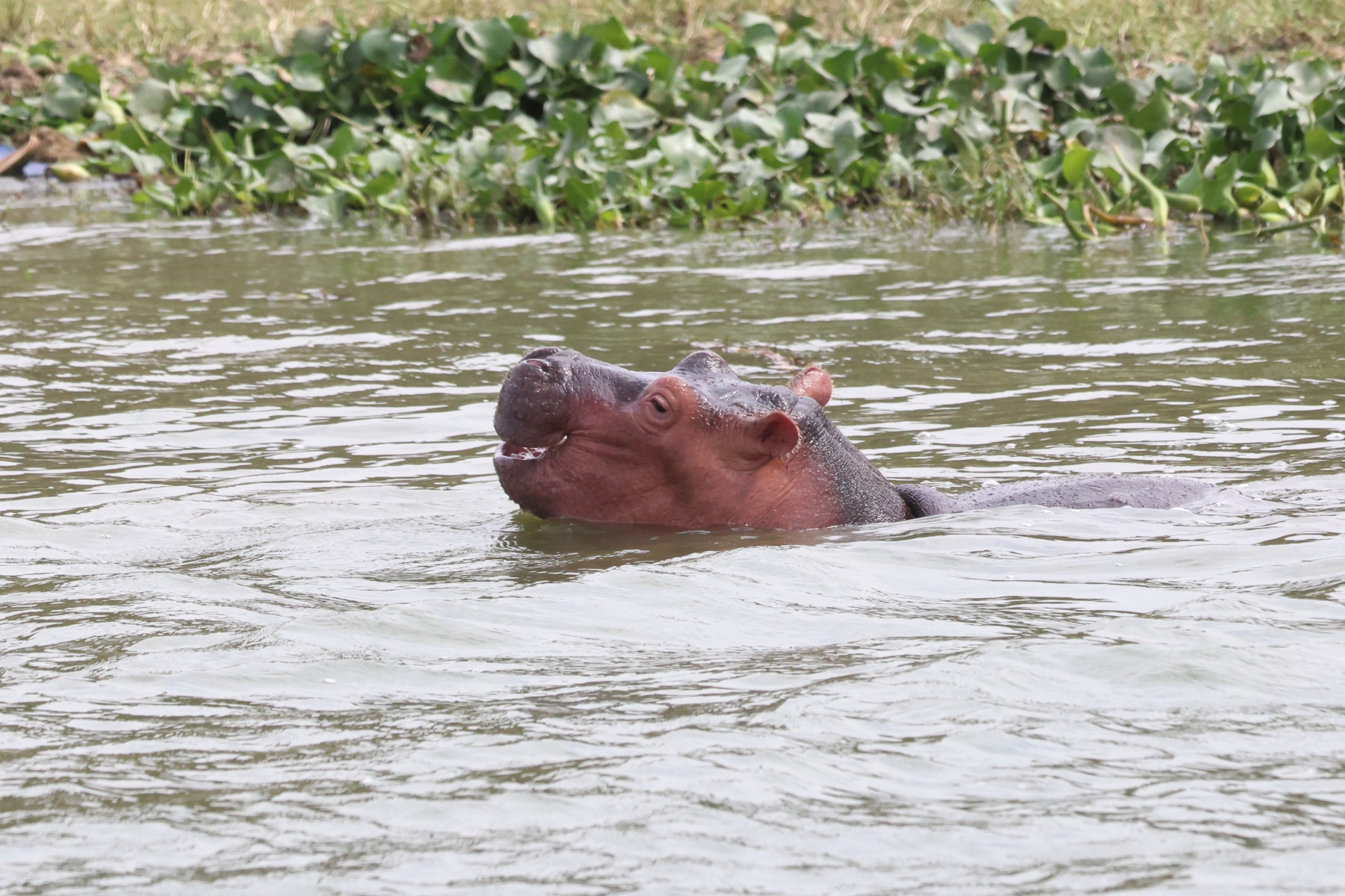 Uganda - Queen Elizabeth National Park - Young hippopotamus