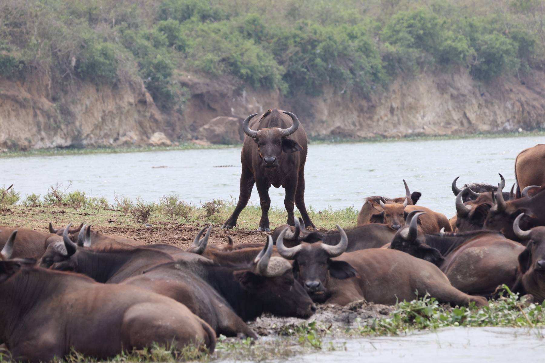 Uganda - Queen Elizabeth National Park - African buffaloes