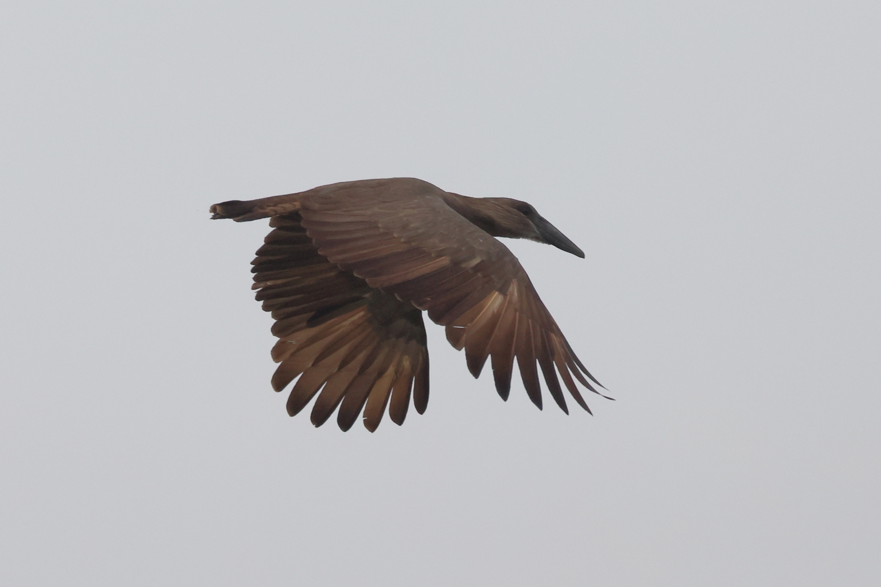 Uganda - Queen Elizabeth National Park - Hamerkop (Scopus umbretta)
