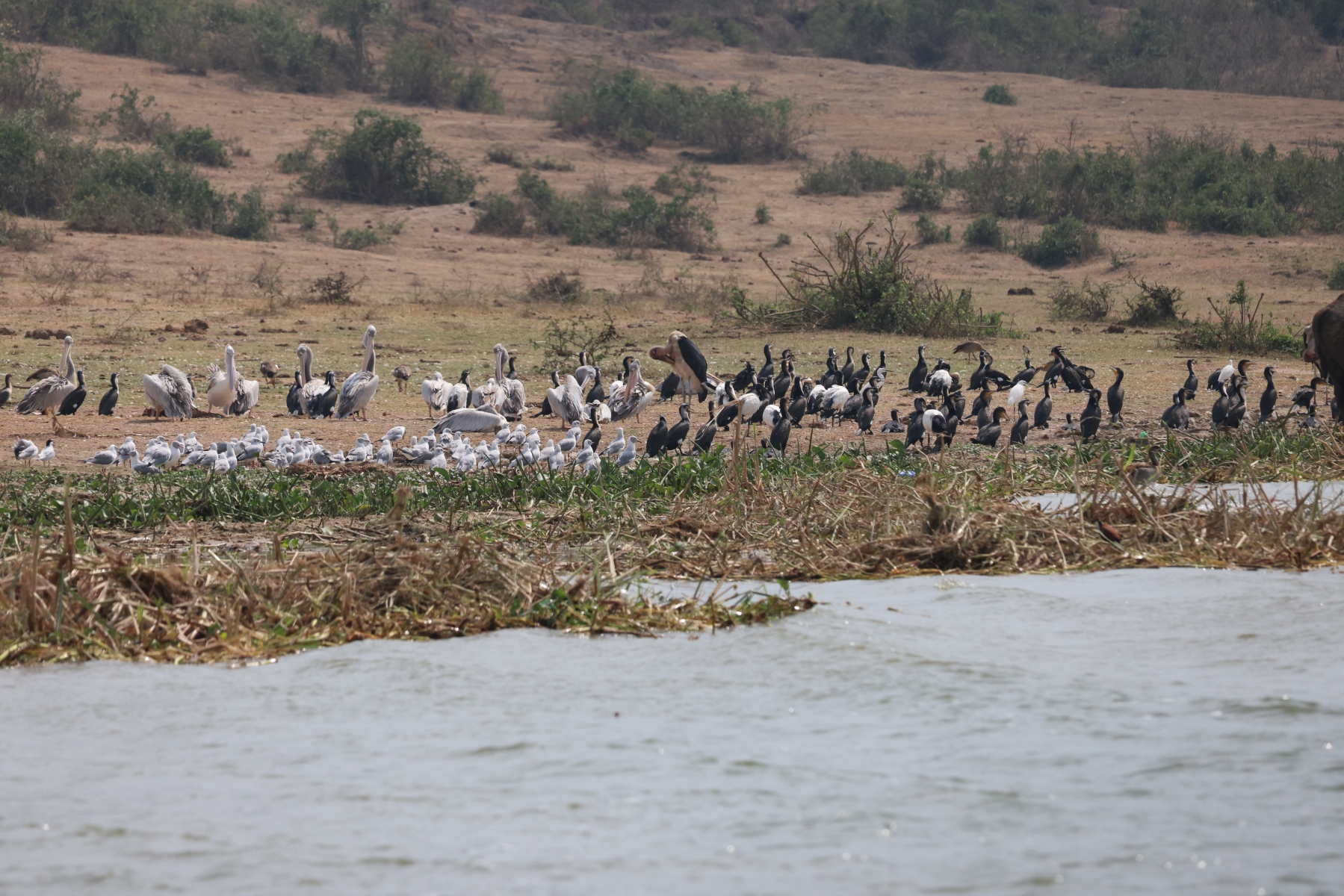 Uganda - Queen Elizabeth National Park - Birds