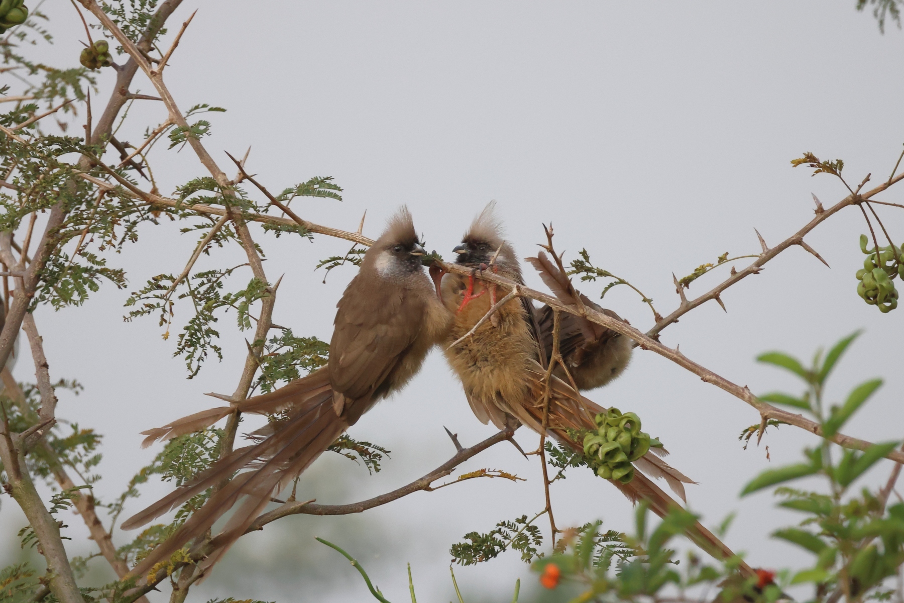 Uganda - Queen Elizabeth National Park - Speckled mousebird (Colius striatus)