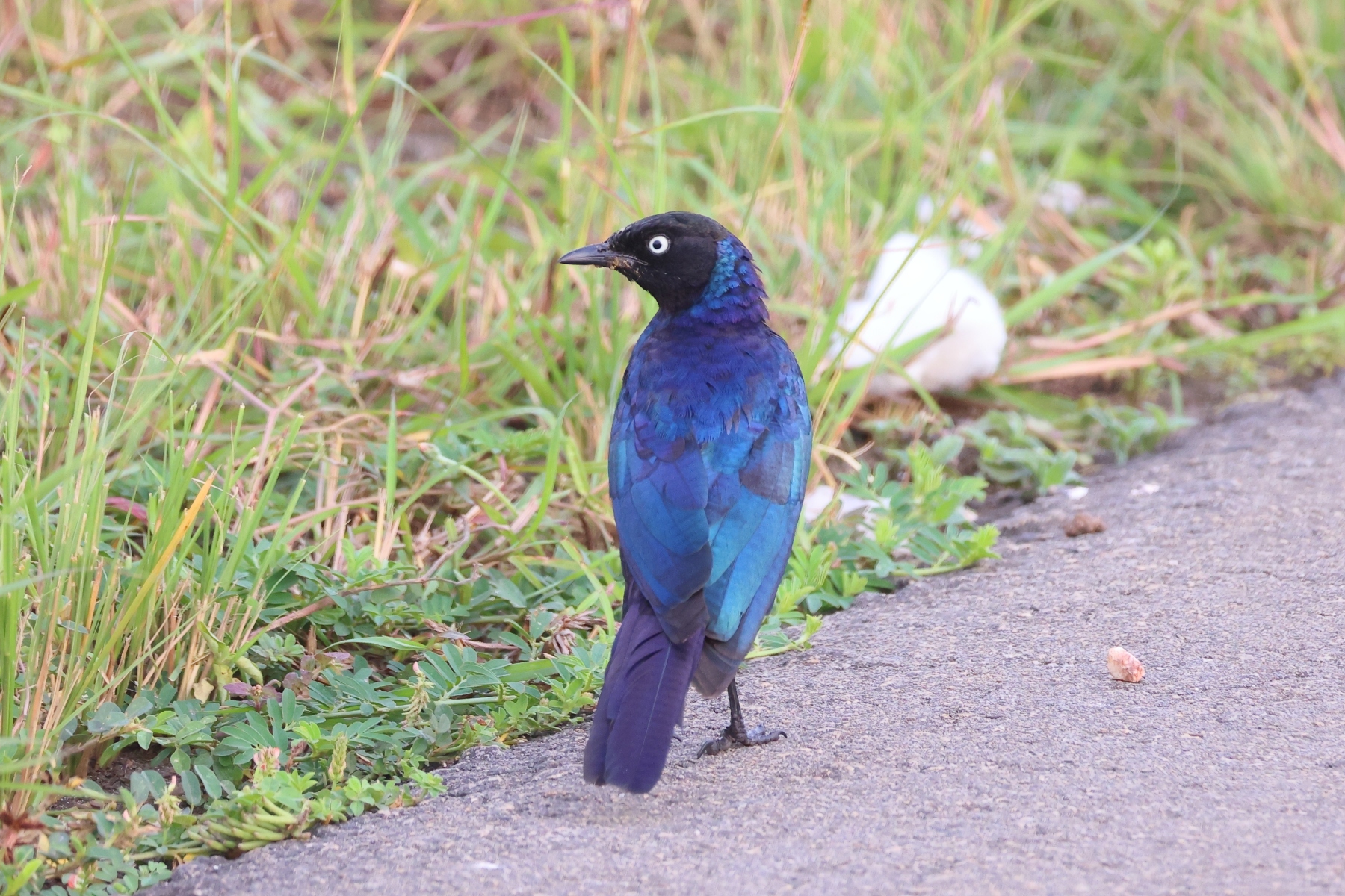 Uganda - Queen Elizabeth National Park - Rüppell's starling (Lamprotornis purpuroptera)