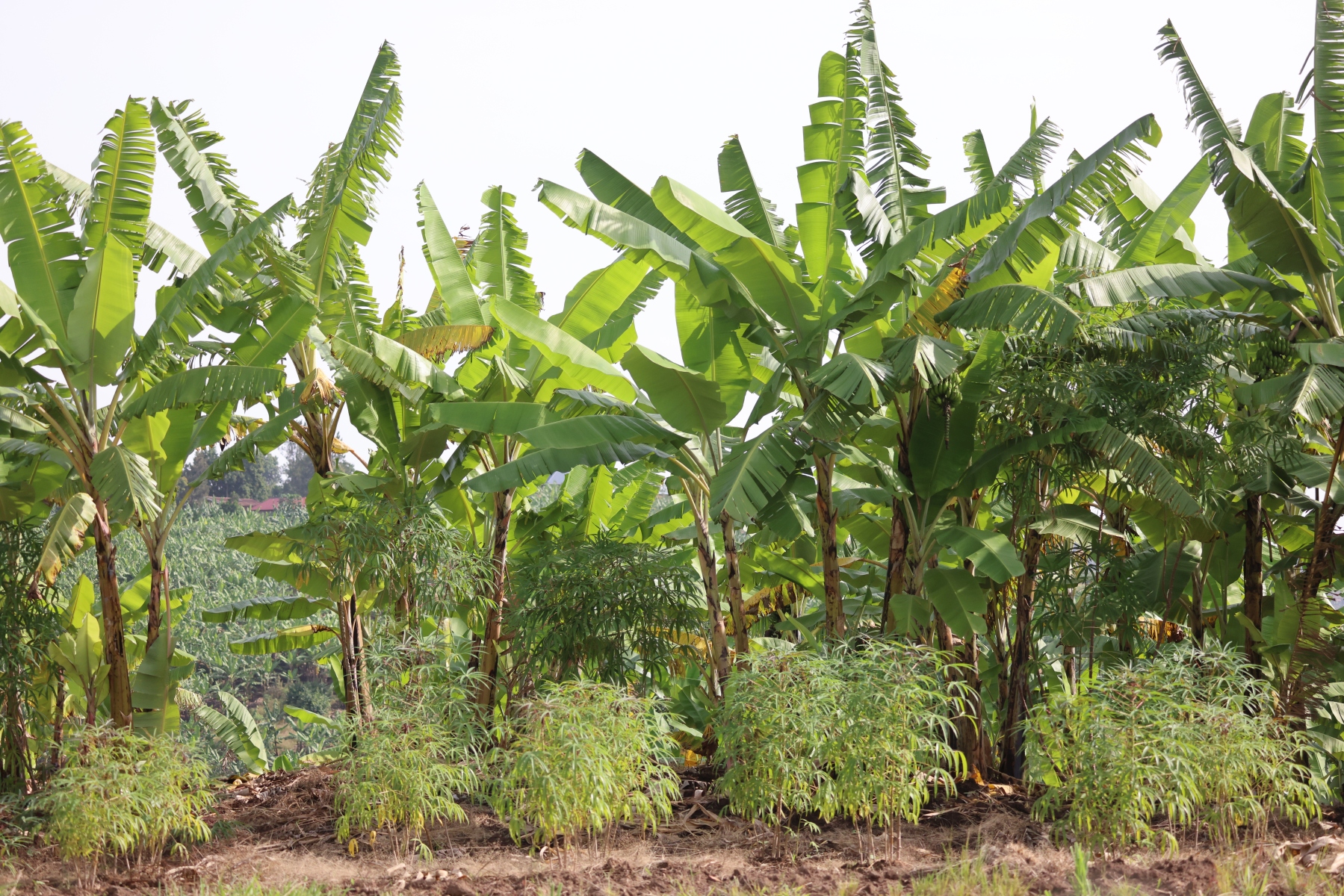 Uganda - Near Hima - Banana plant