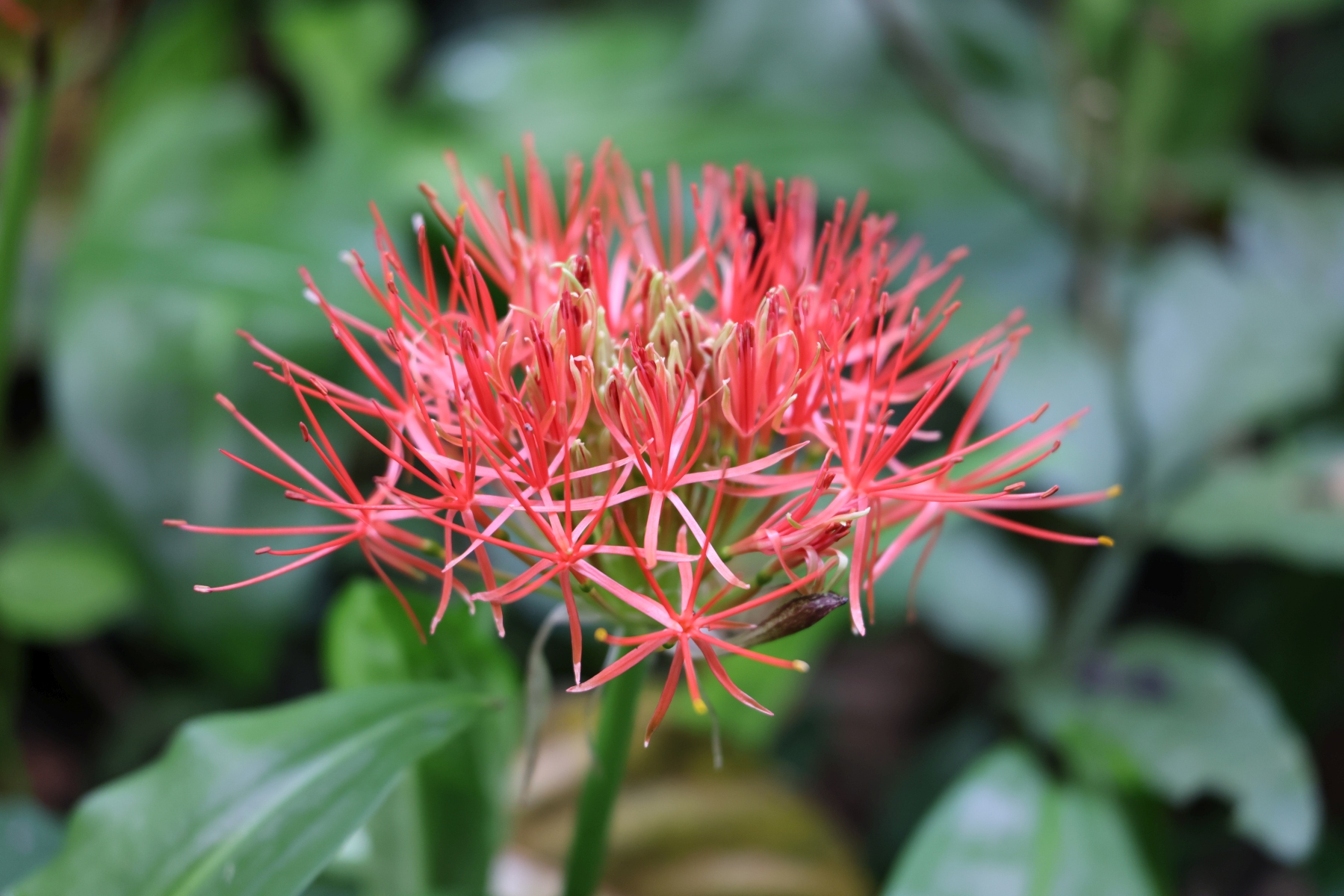 Uganda - Near Amabere caves - Scadoxus multiflorus