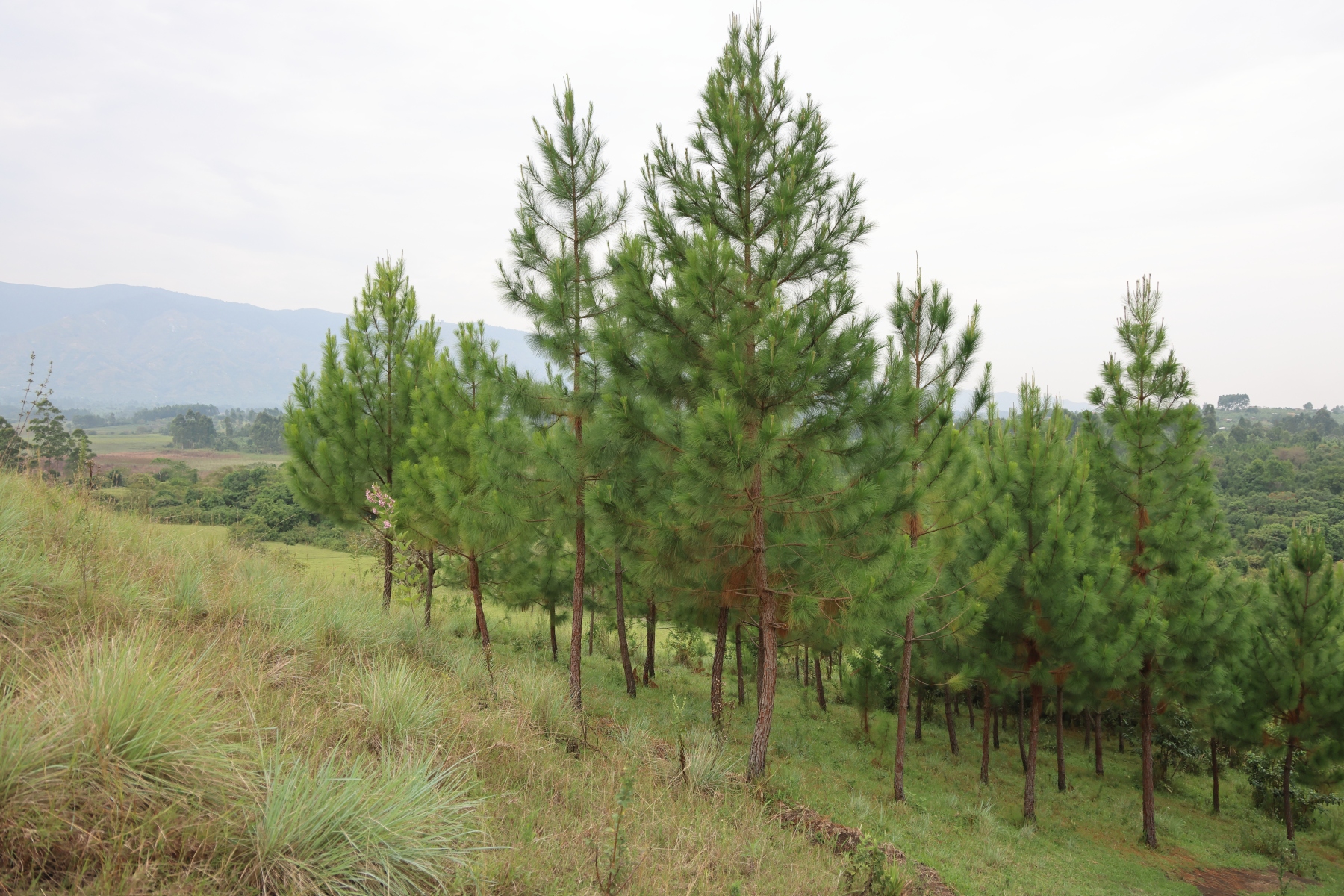 Uganda - Near Amabere caves - Pine trees