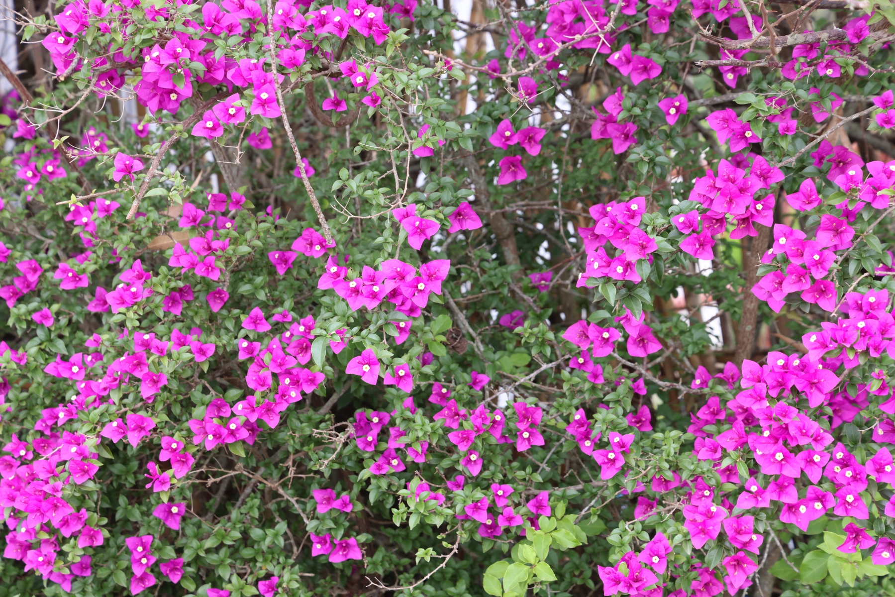 Uganda - Near Amabere caves - Bougainvillea