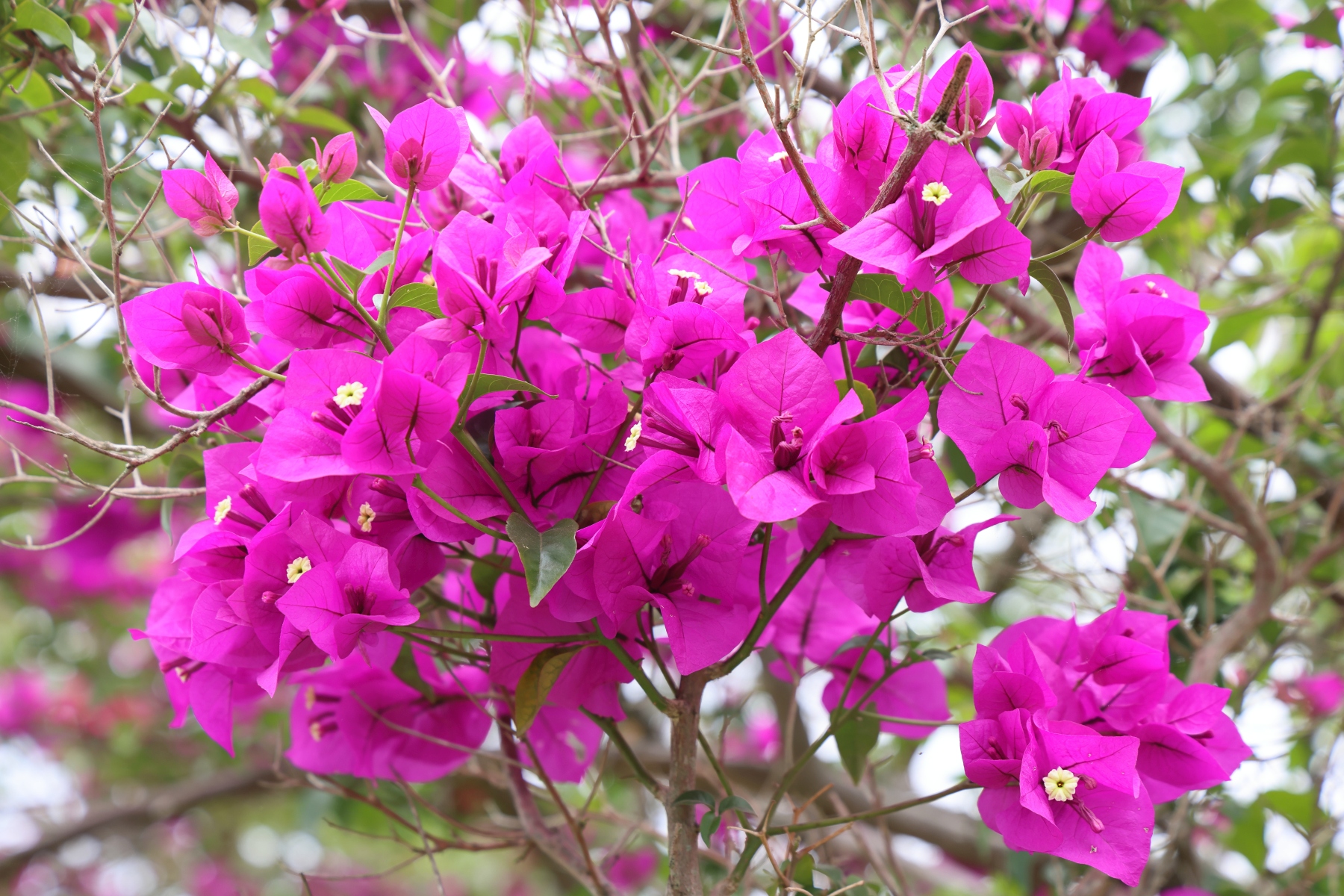 Uganda - Near Amabere caves - Bougainvillea